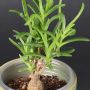 Delosperma bosseranum