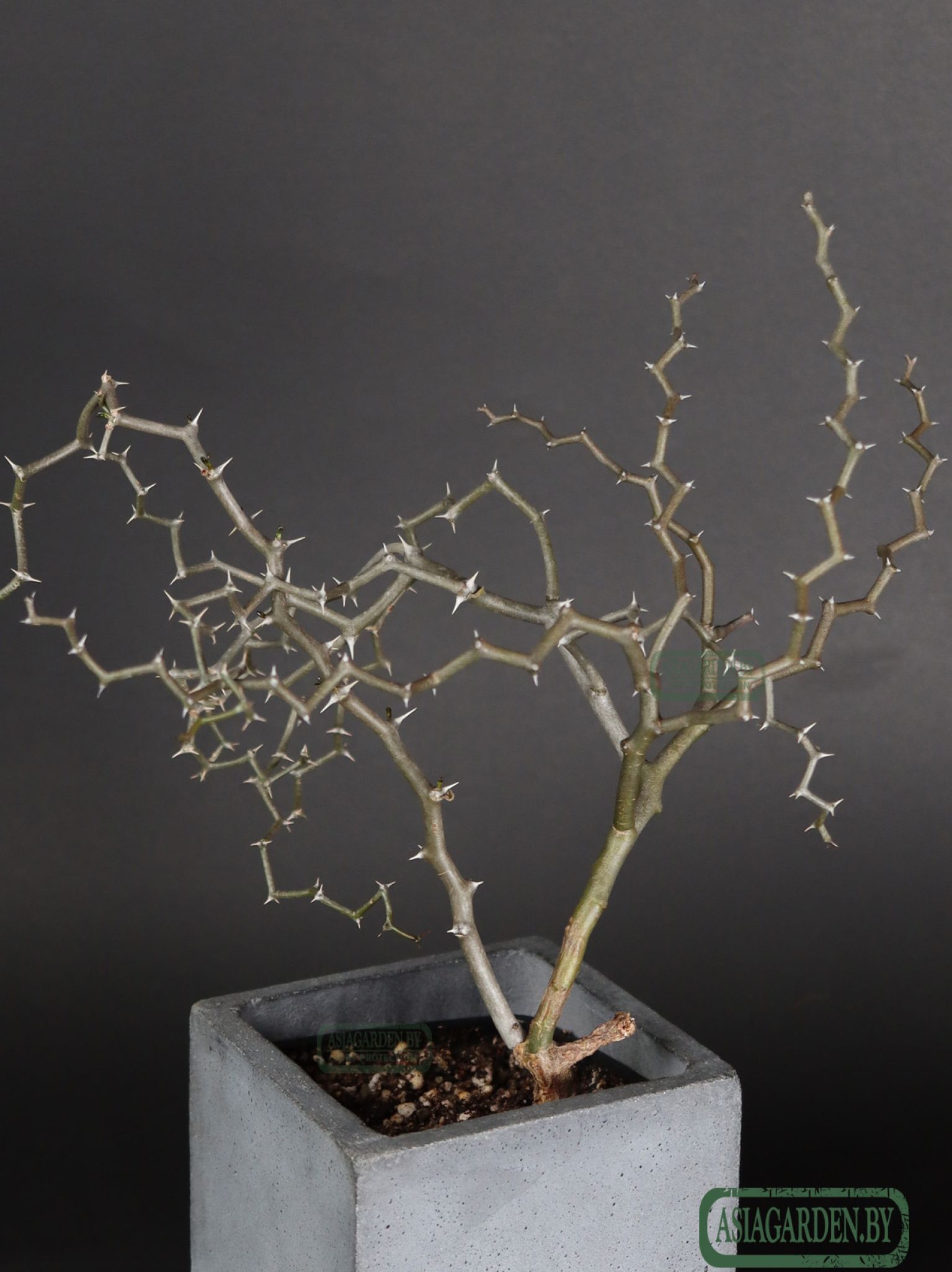 Decarya madagascariensis