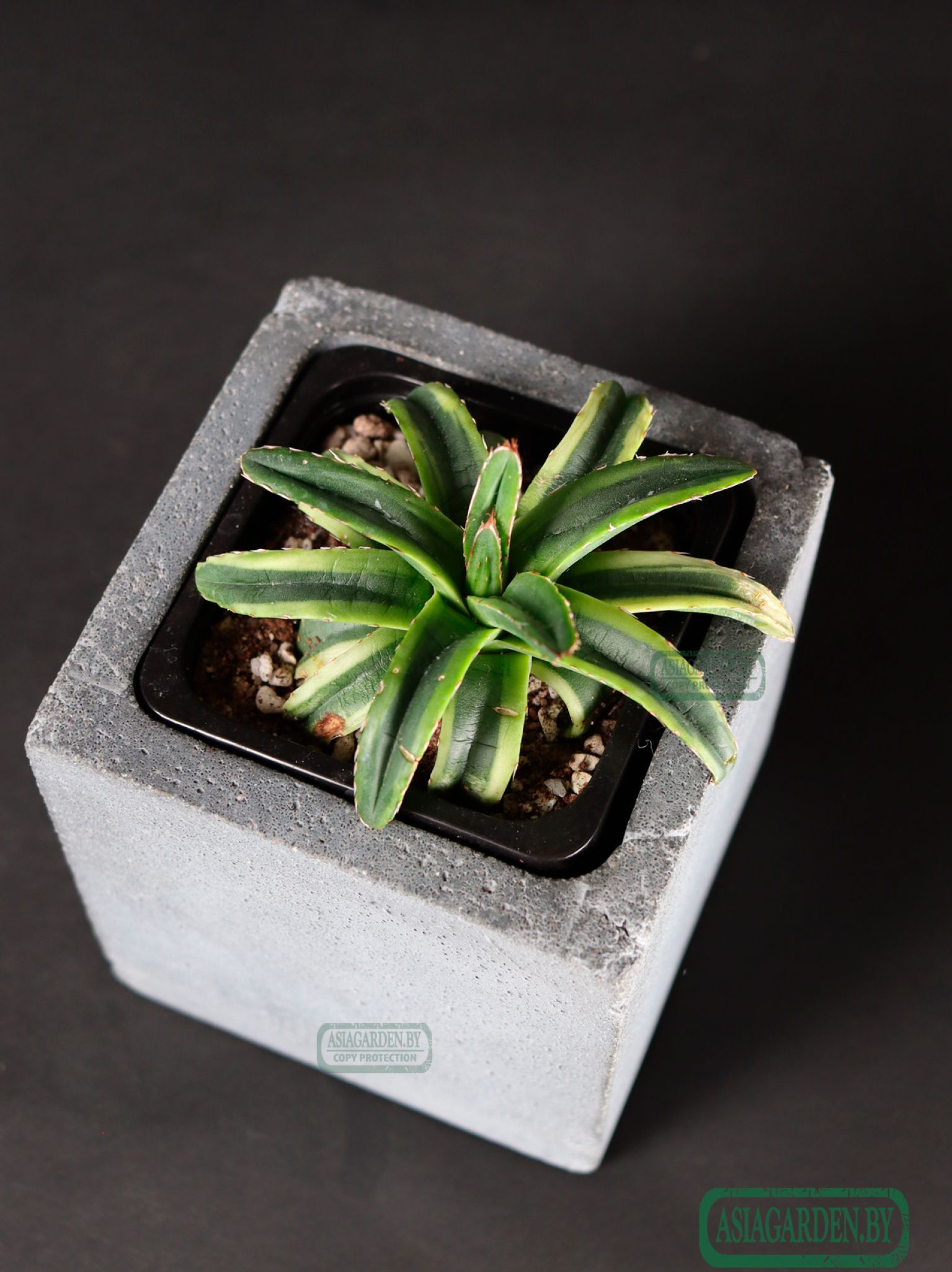Agave Cream Compact