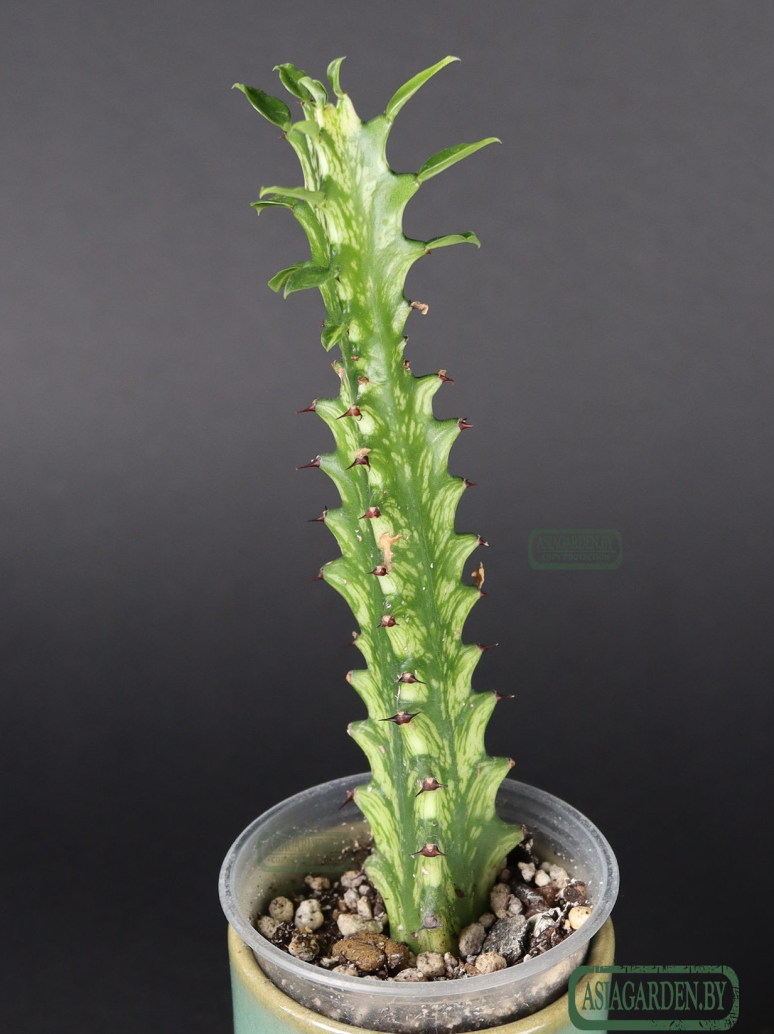 Euphorbia trigona variegata