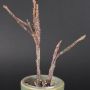 Euphorbia platyclada
