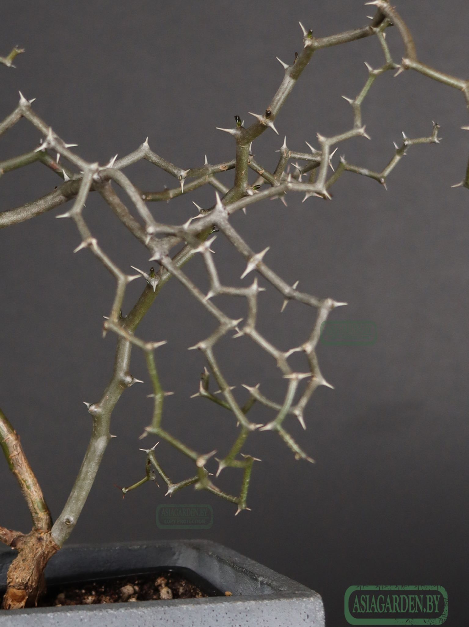 Decarya madagascariensis