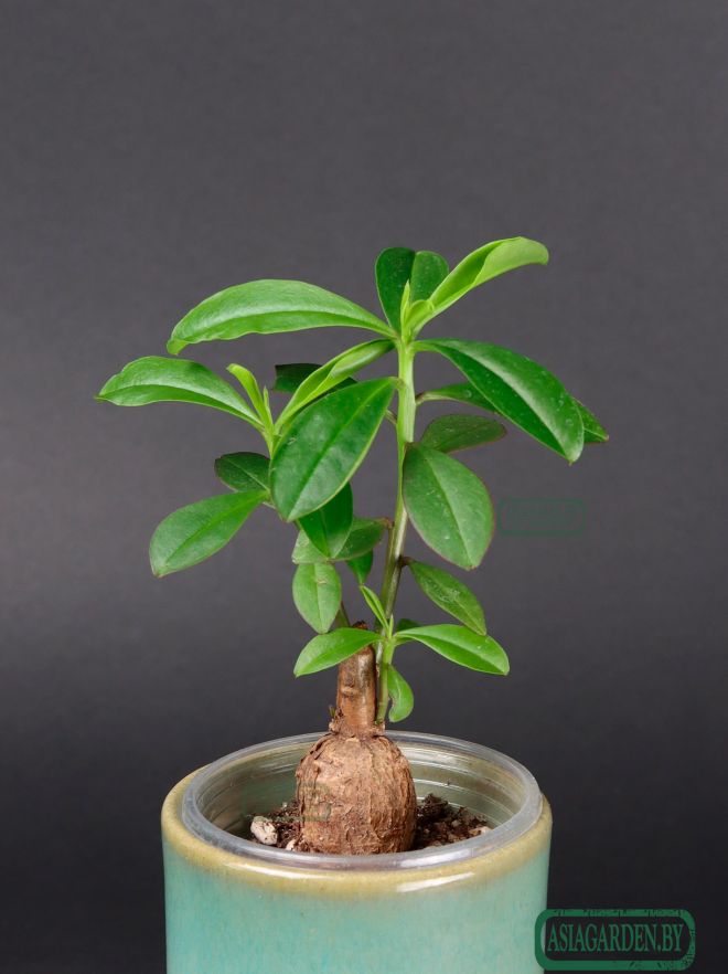 Talinum caffrum