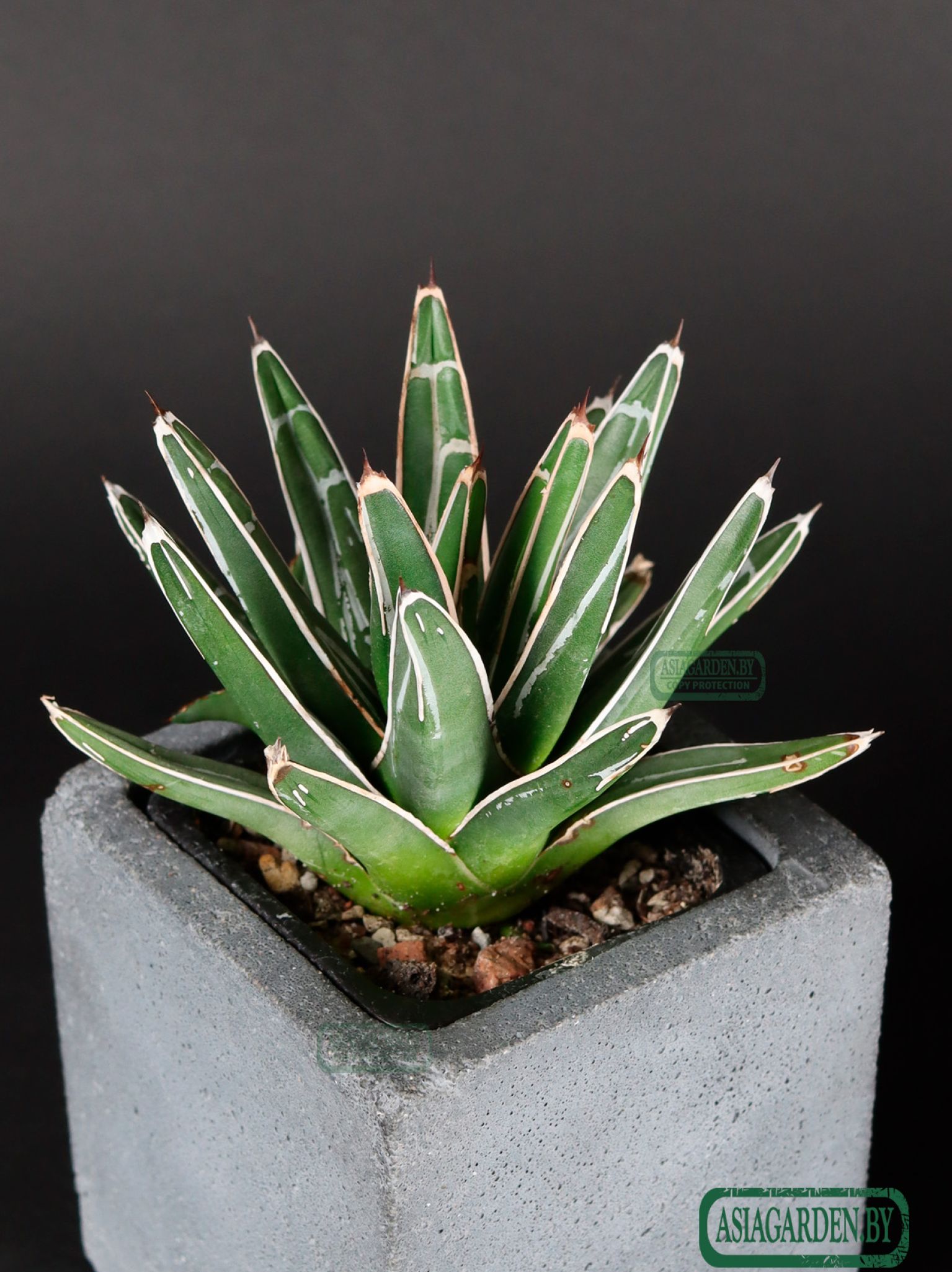 Agave victoriae-reginae