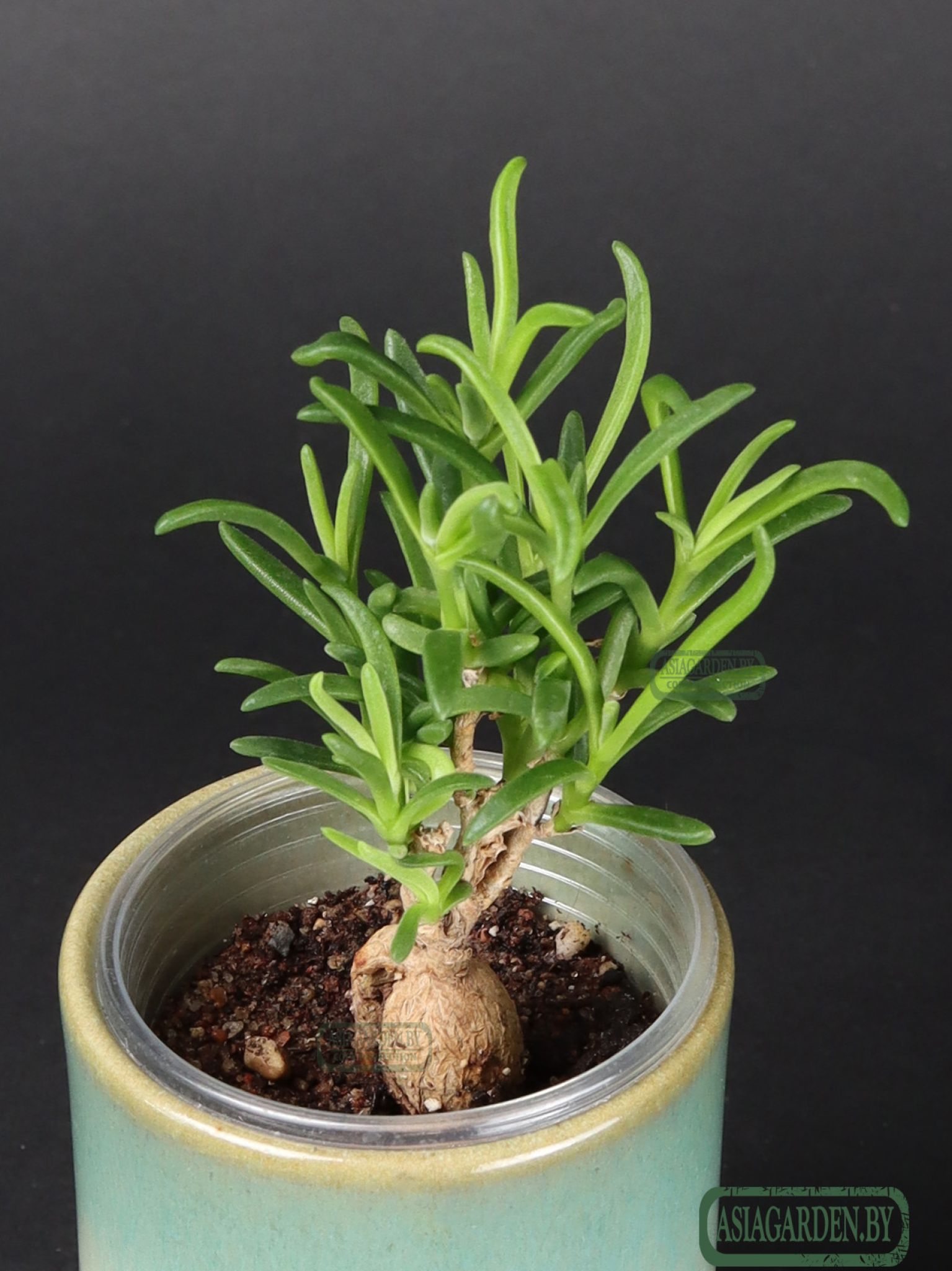 Delosperma bosseranum