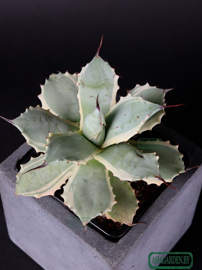 Agave isthmensis Kabutogani Variegata