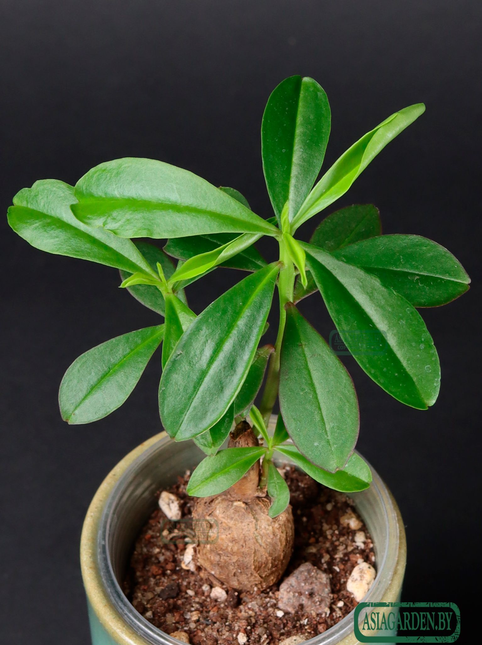 Talinum caffrum