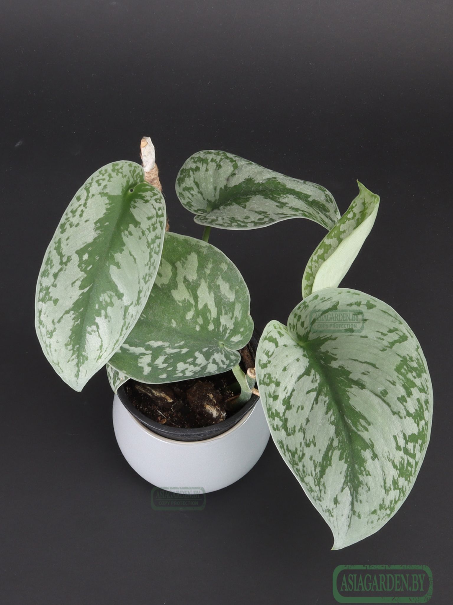 Scindapsus pictus 'Exotica'