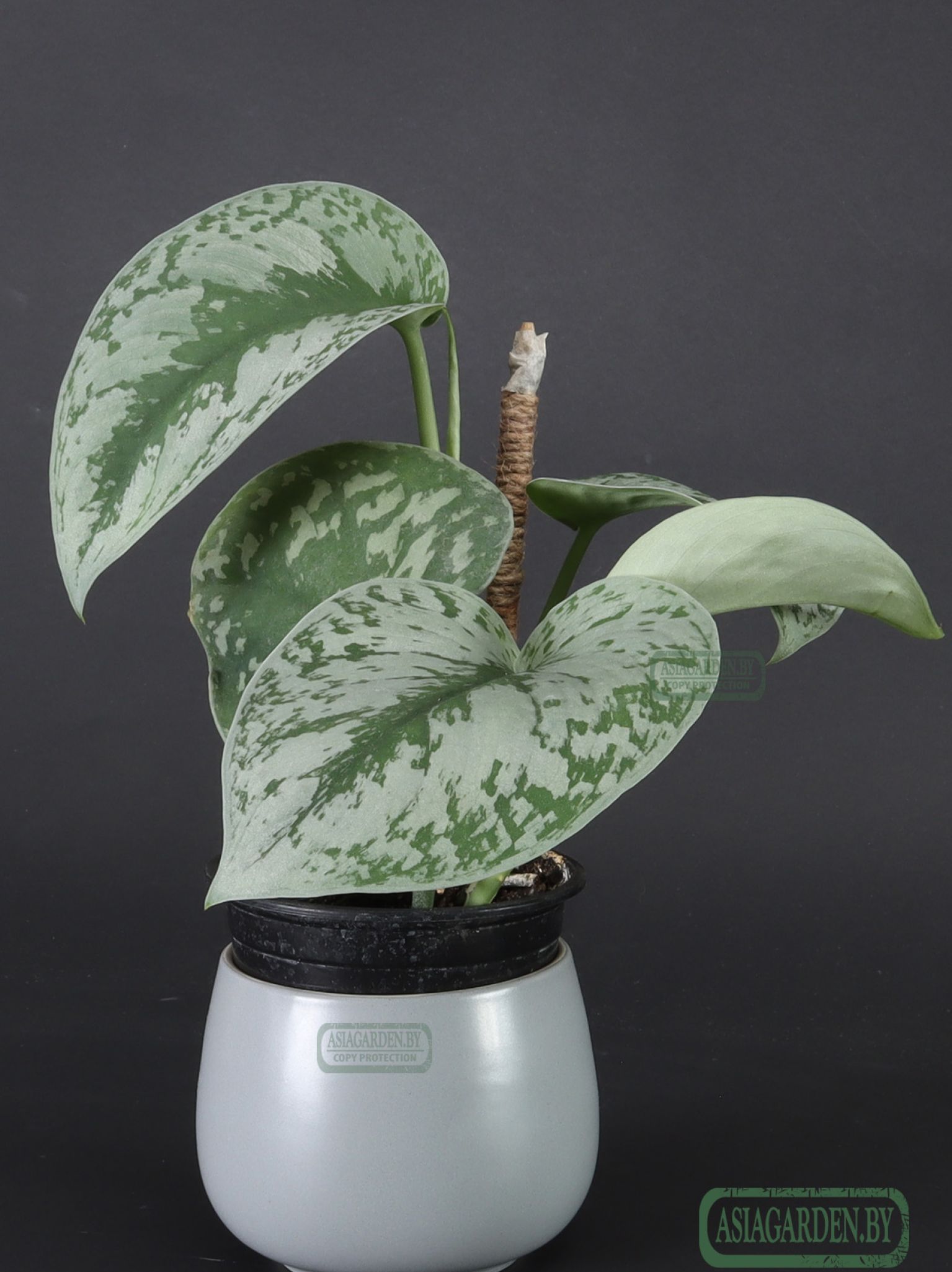Scindapsus pictus 'Exotica'