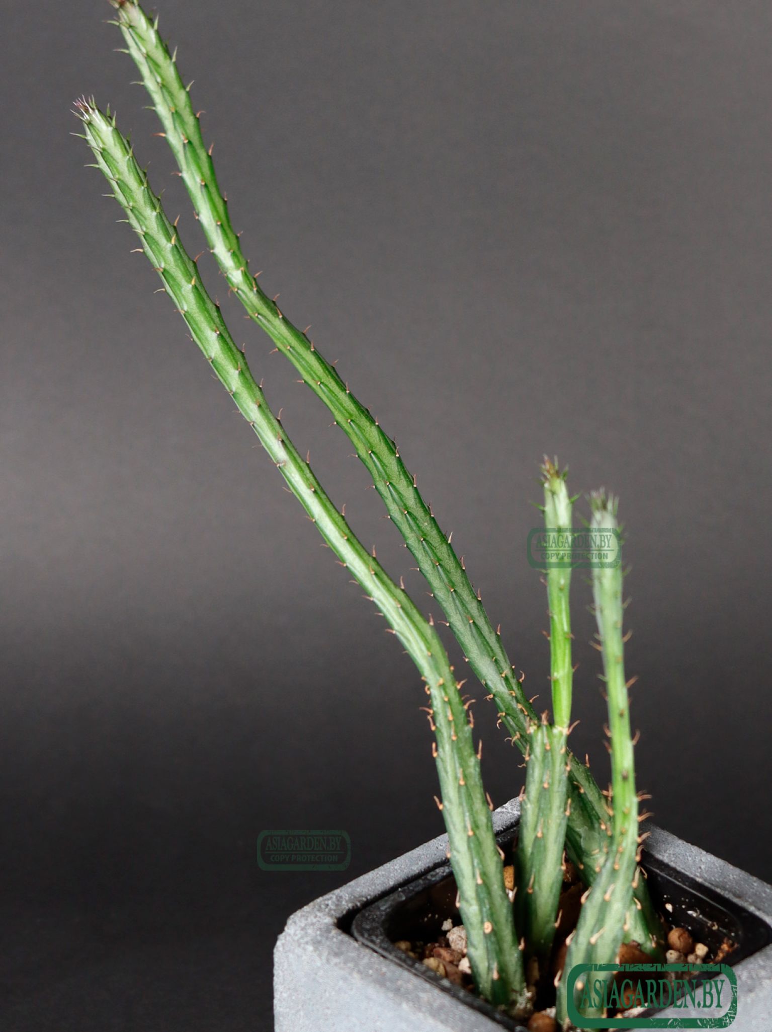 Stapelia