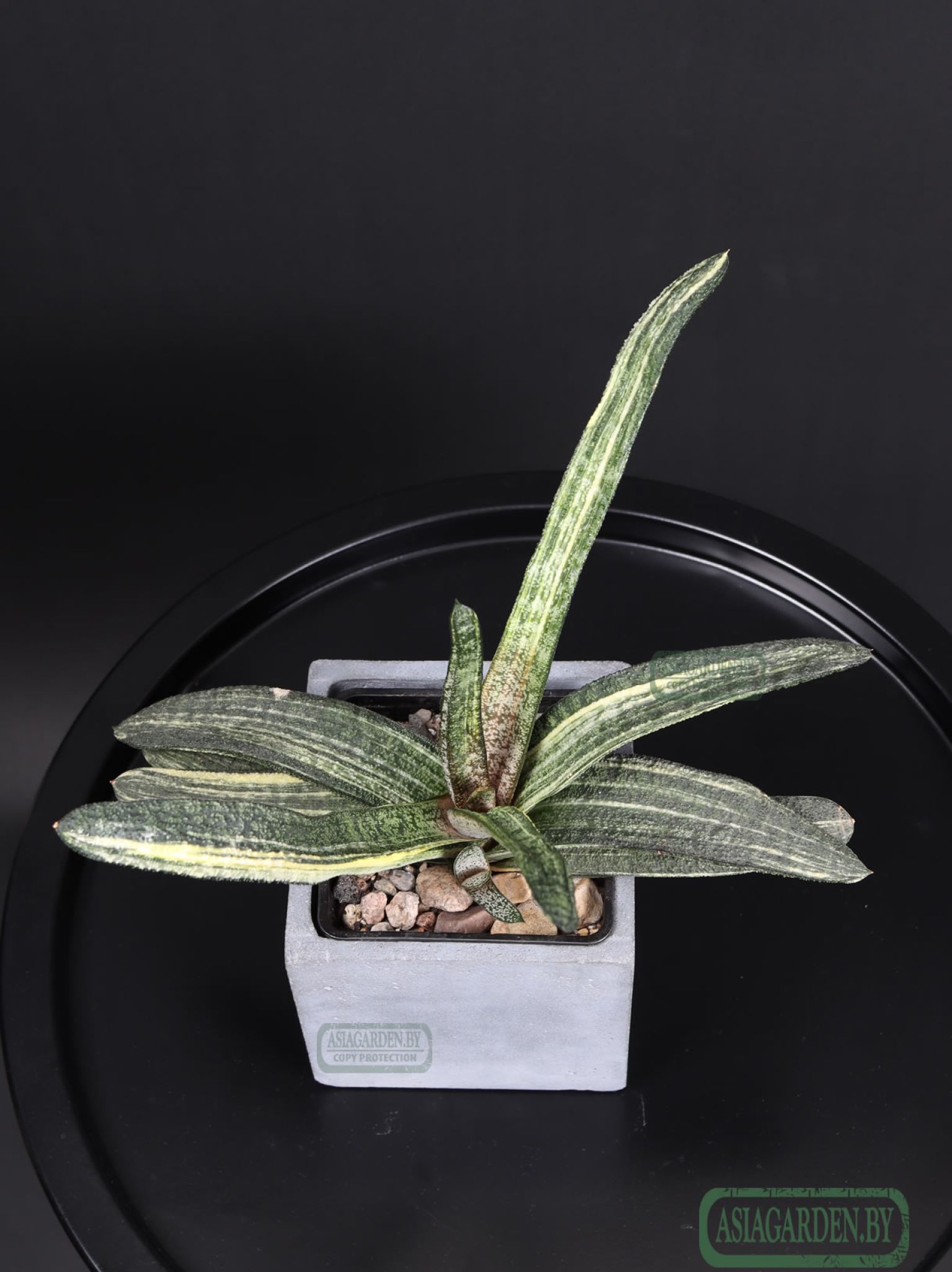 Gasteria batesiana