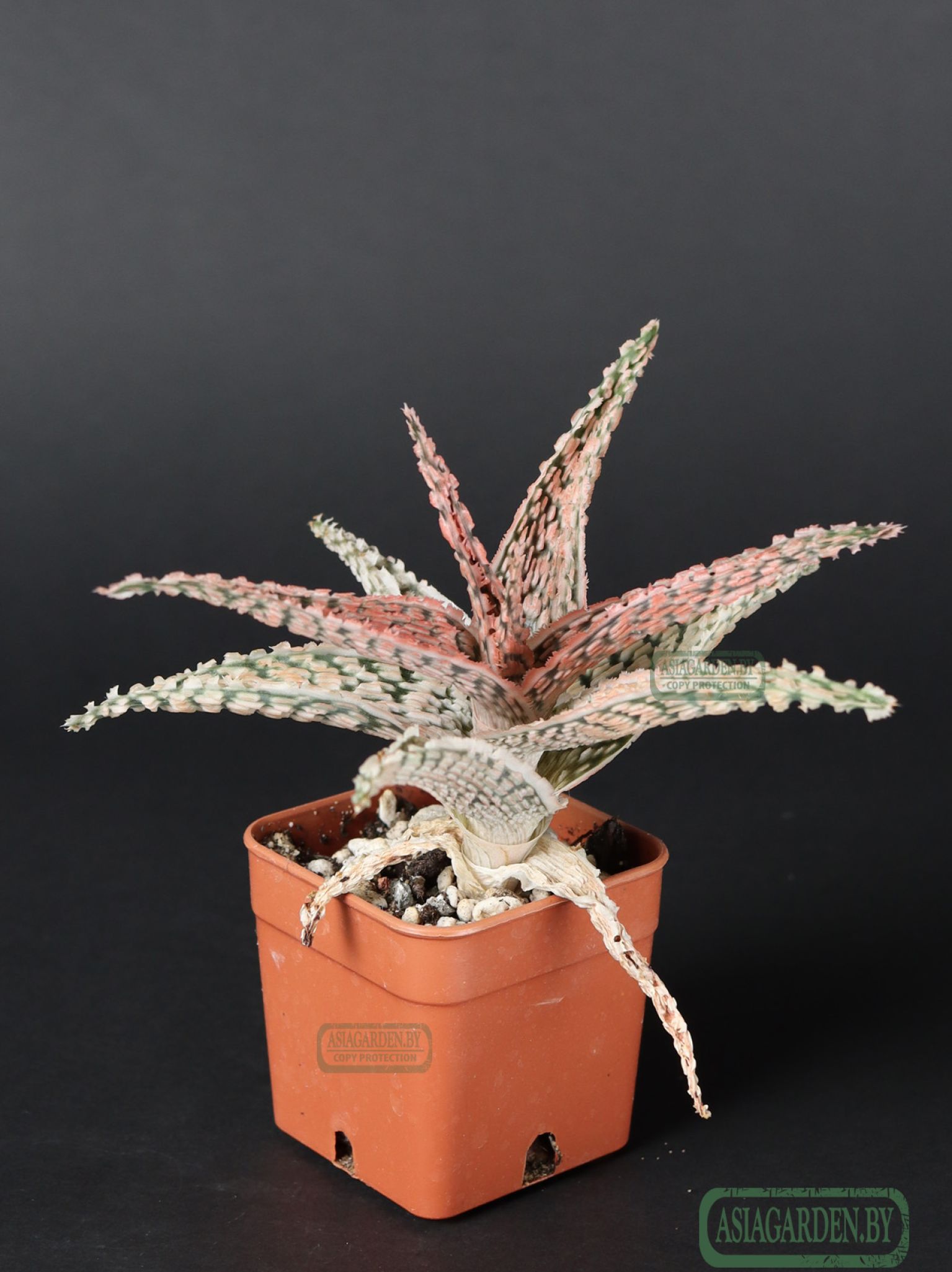 Aloe 'Christmas Carol'