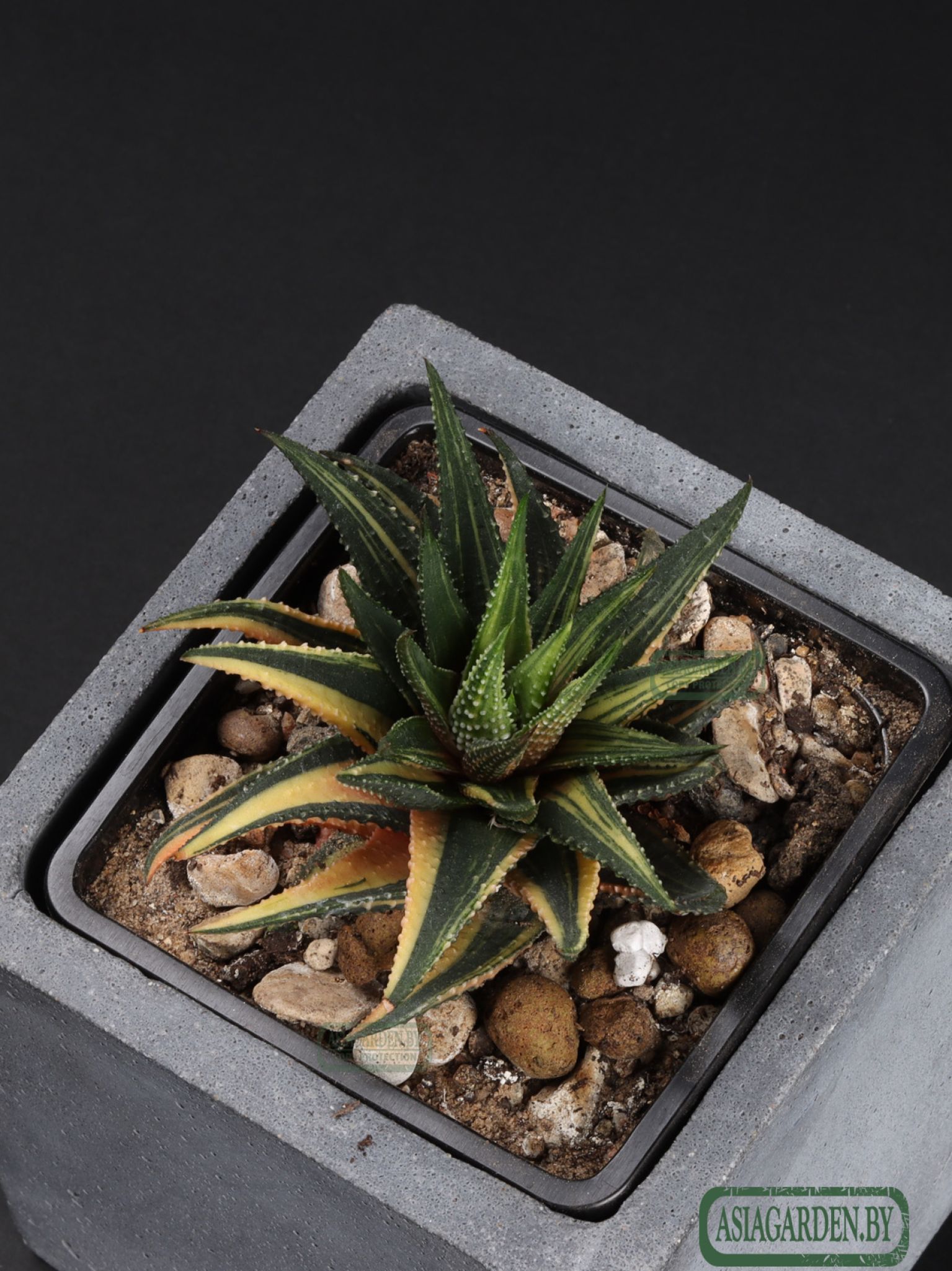 Haworthia pumila