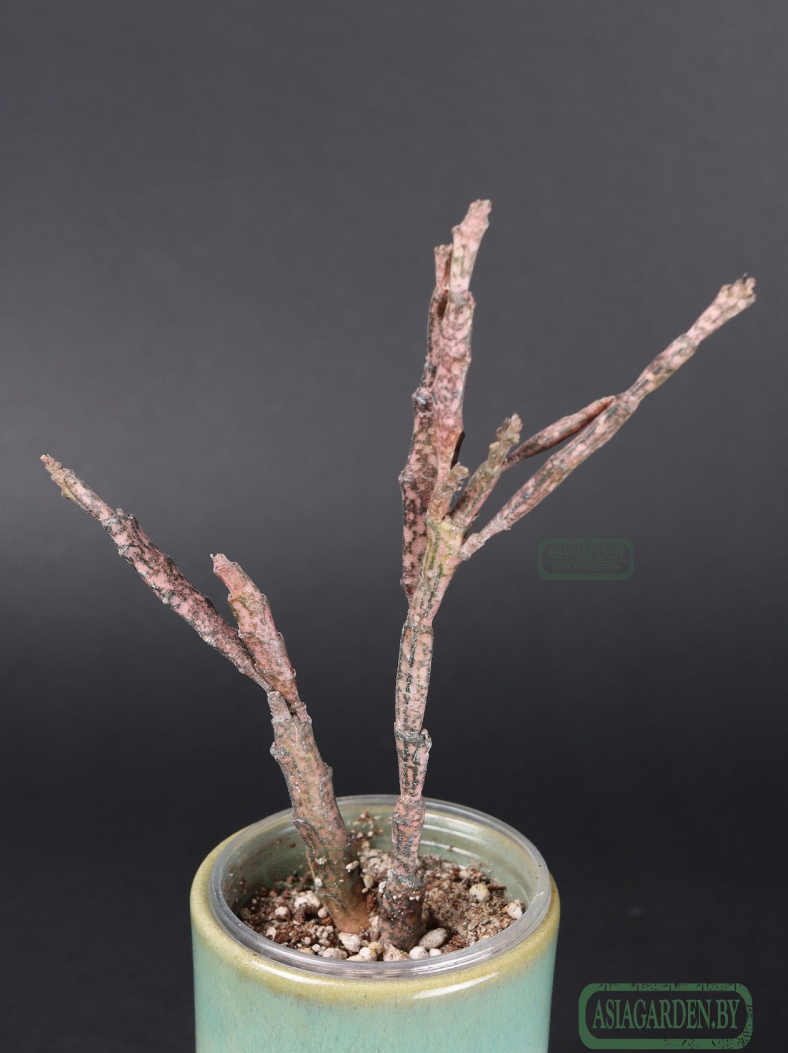 Euphorbia platyclada