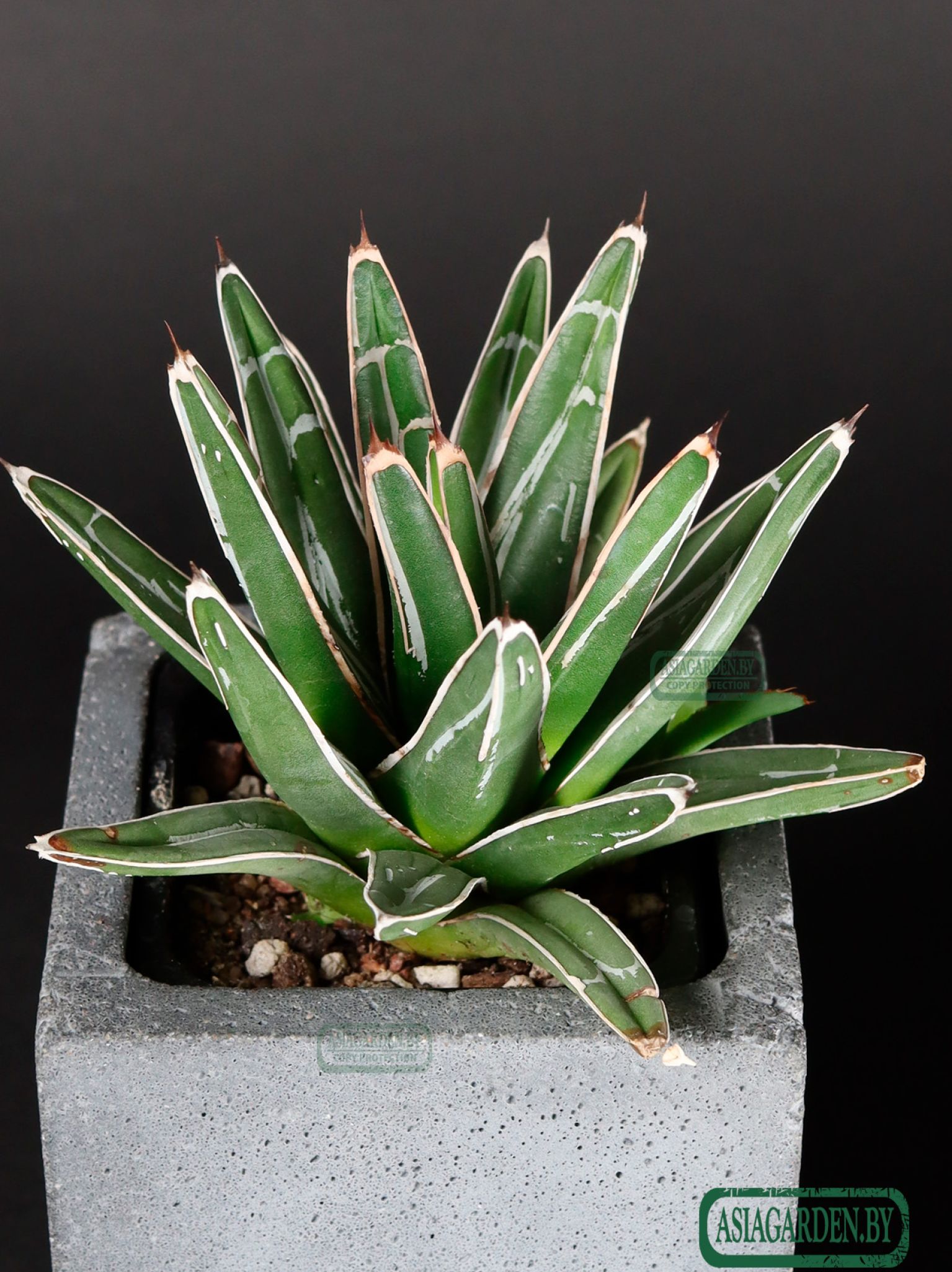 Agave victoriae-reginae