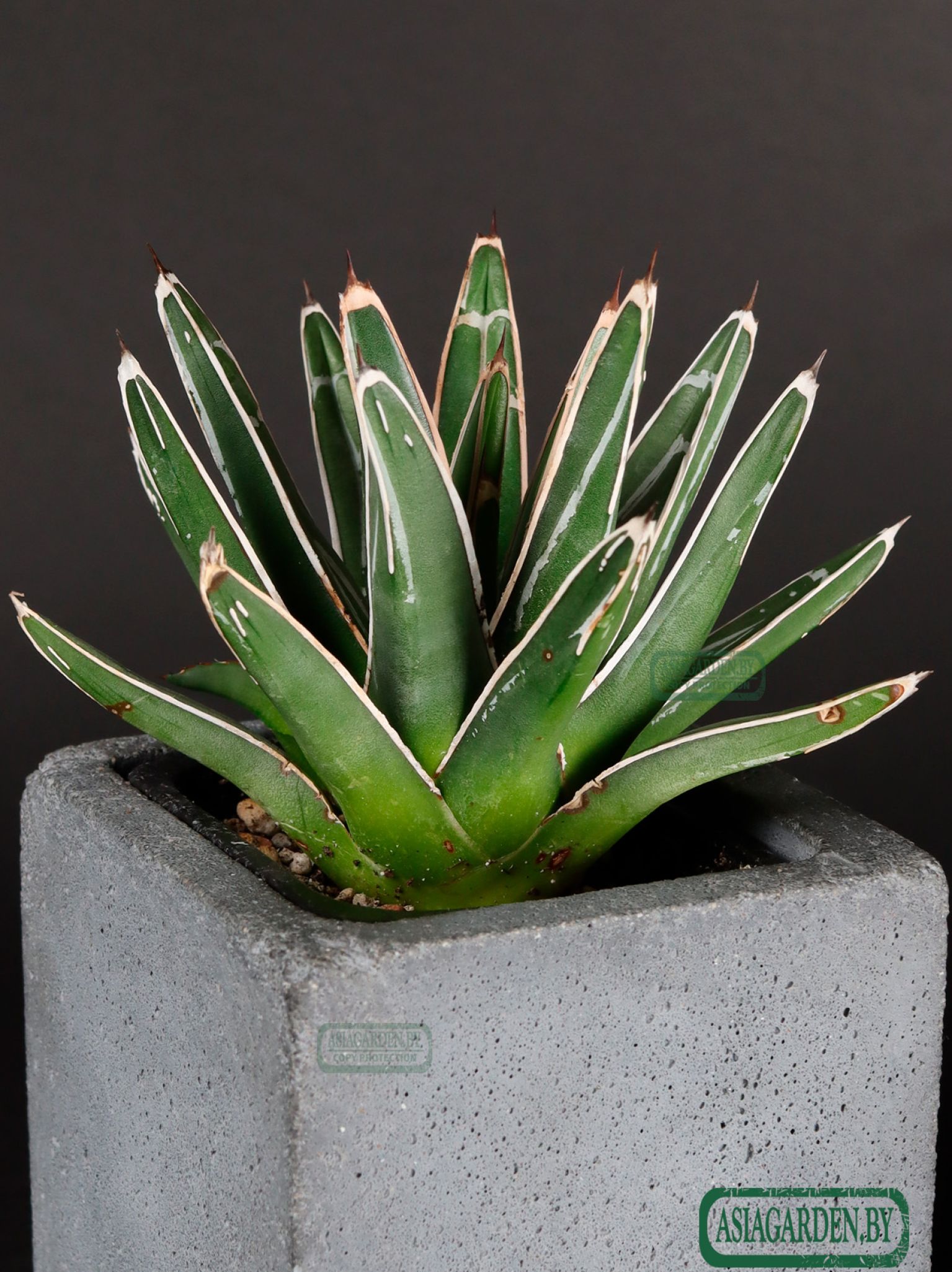 Agave victoriae-reginae