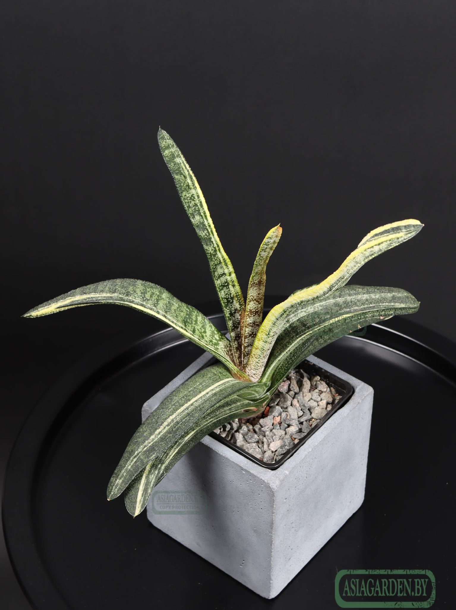 Gasteria batesiana