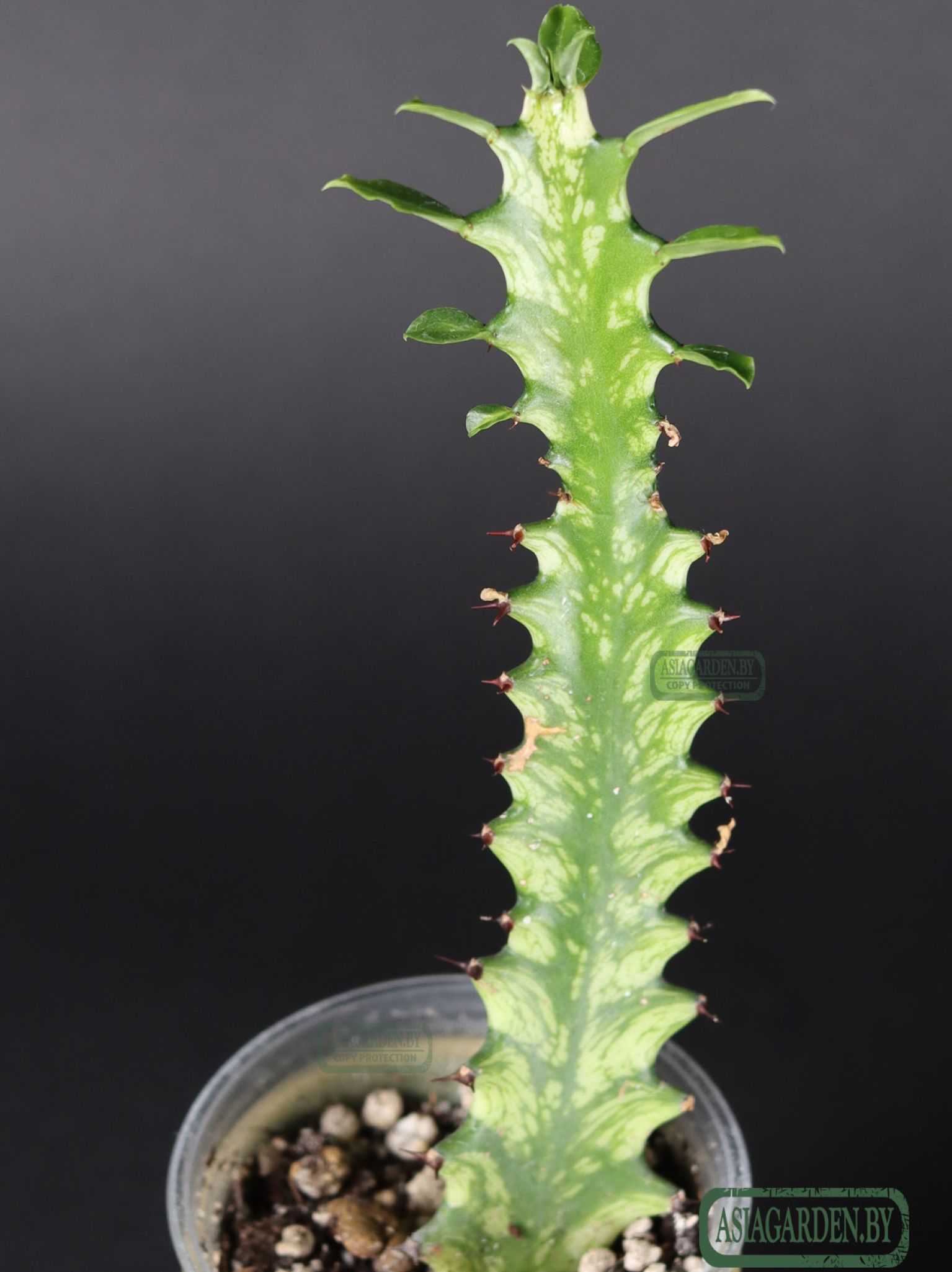 Euphorbia trigona variegata