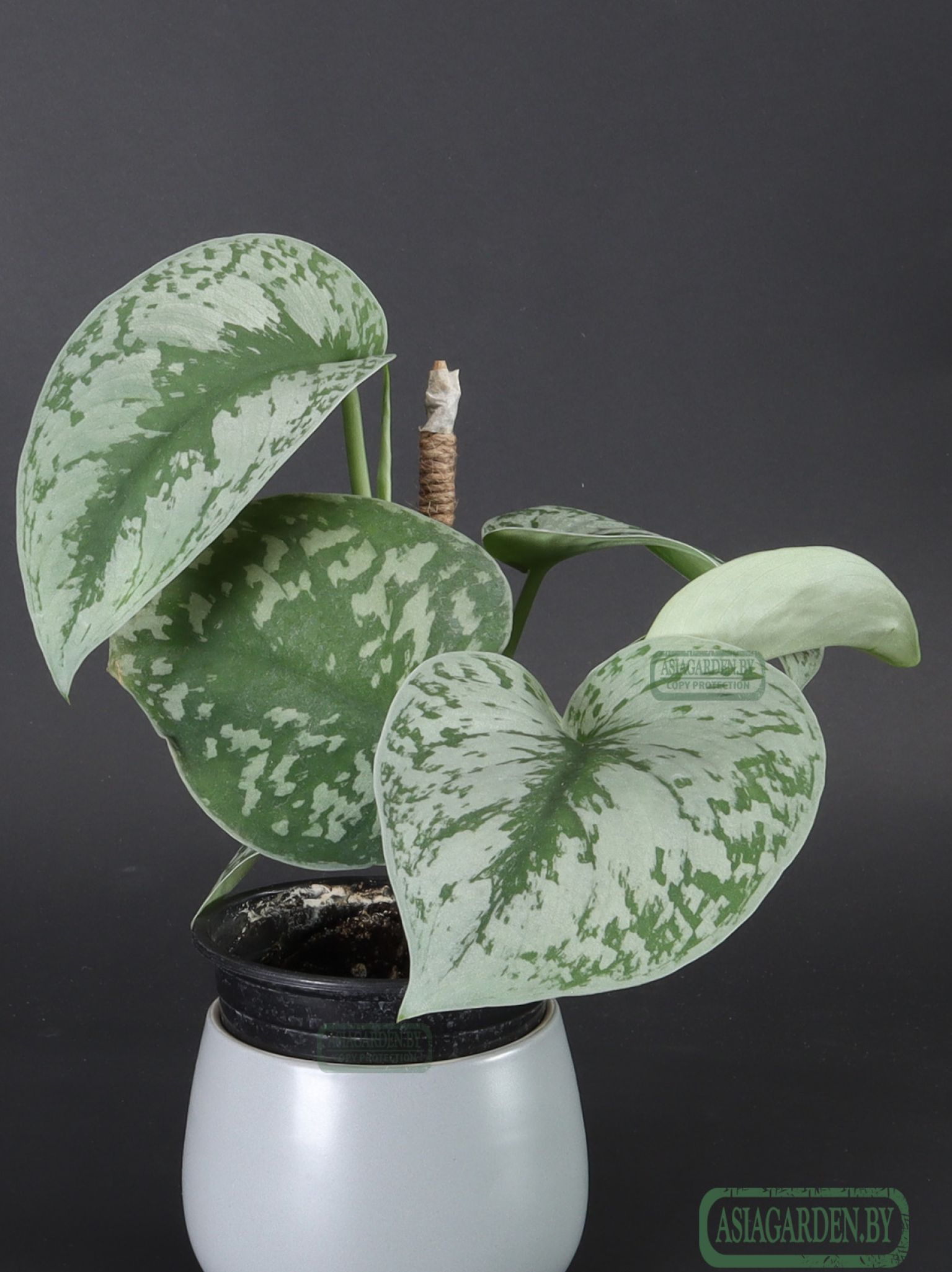 Scindapsus pictus 'Exotica'