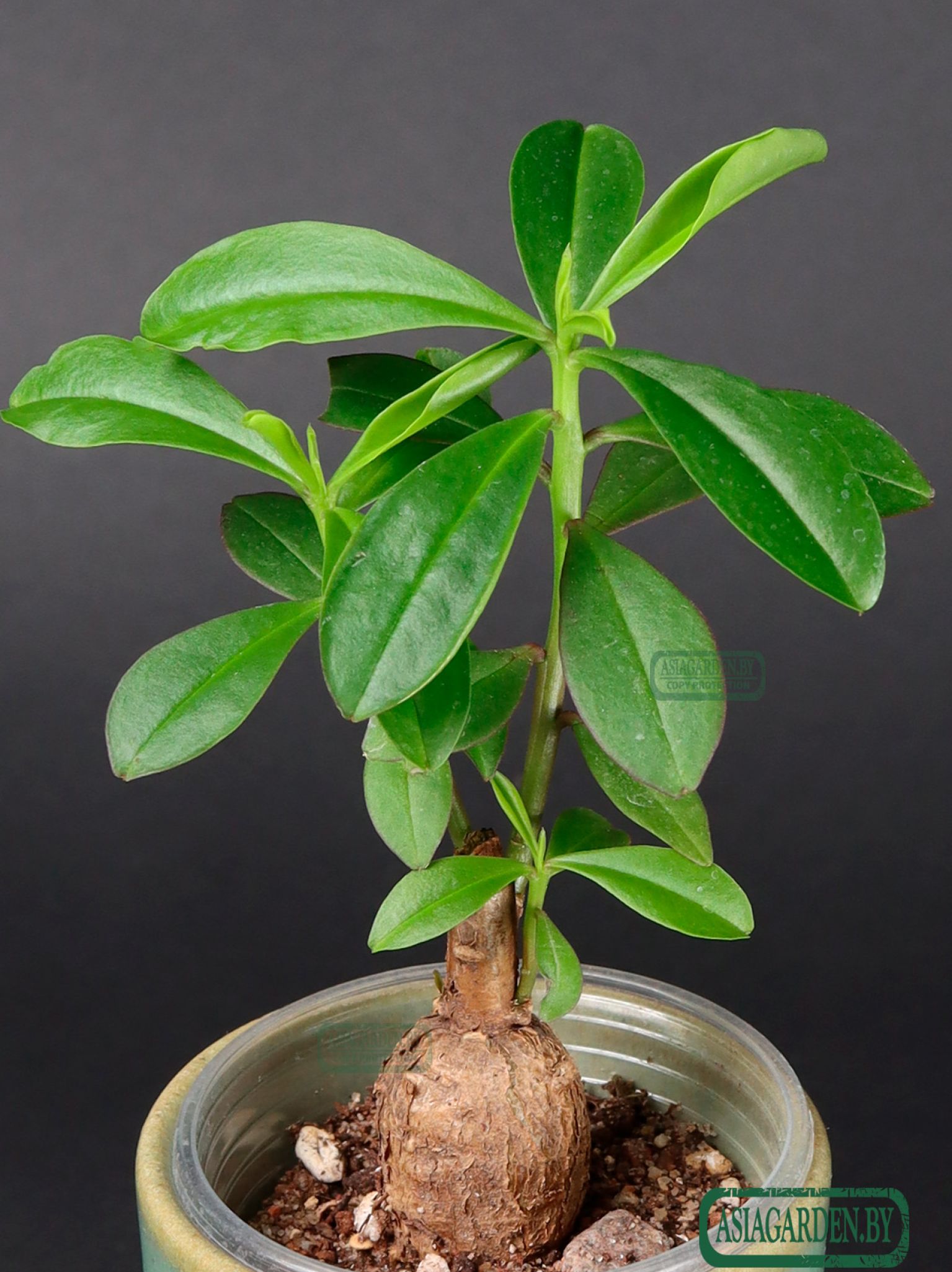 Talinum caffrum