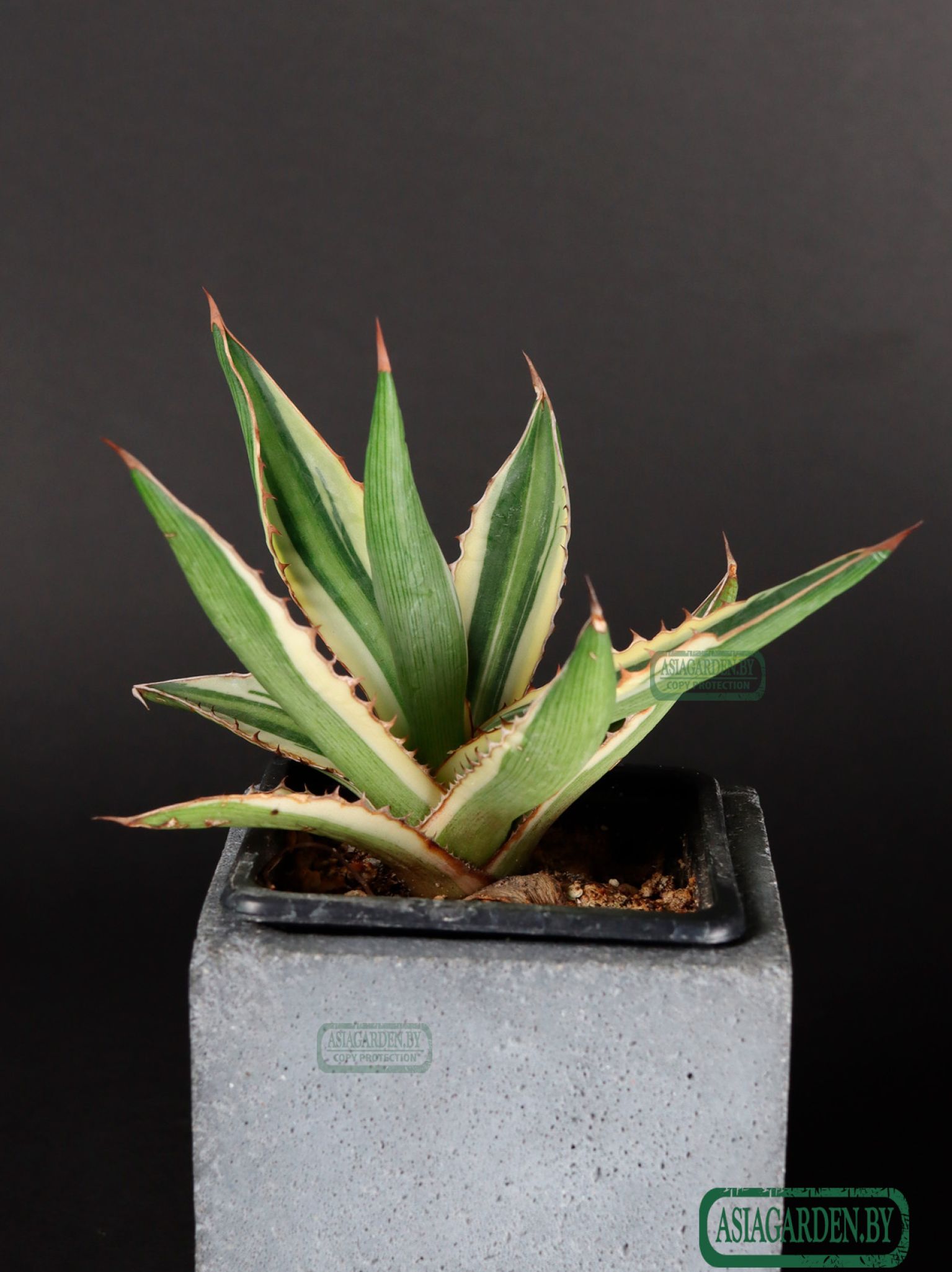 Agave lophantha Quadricolor