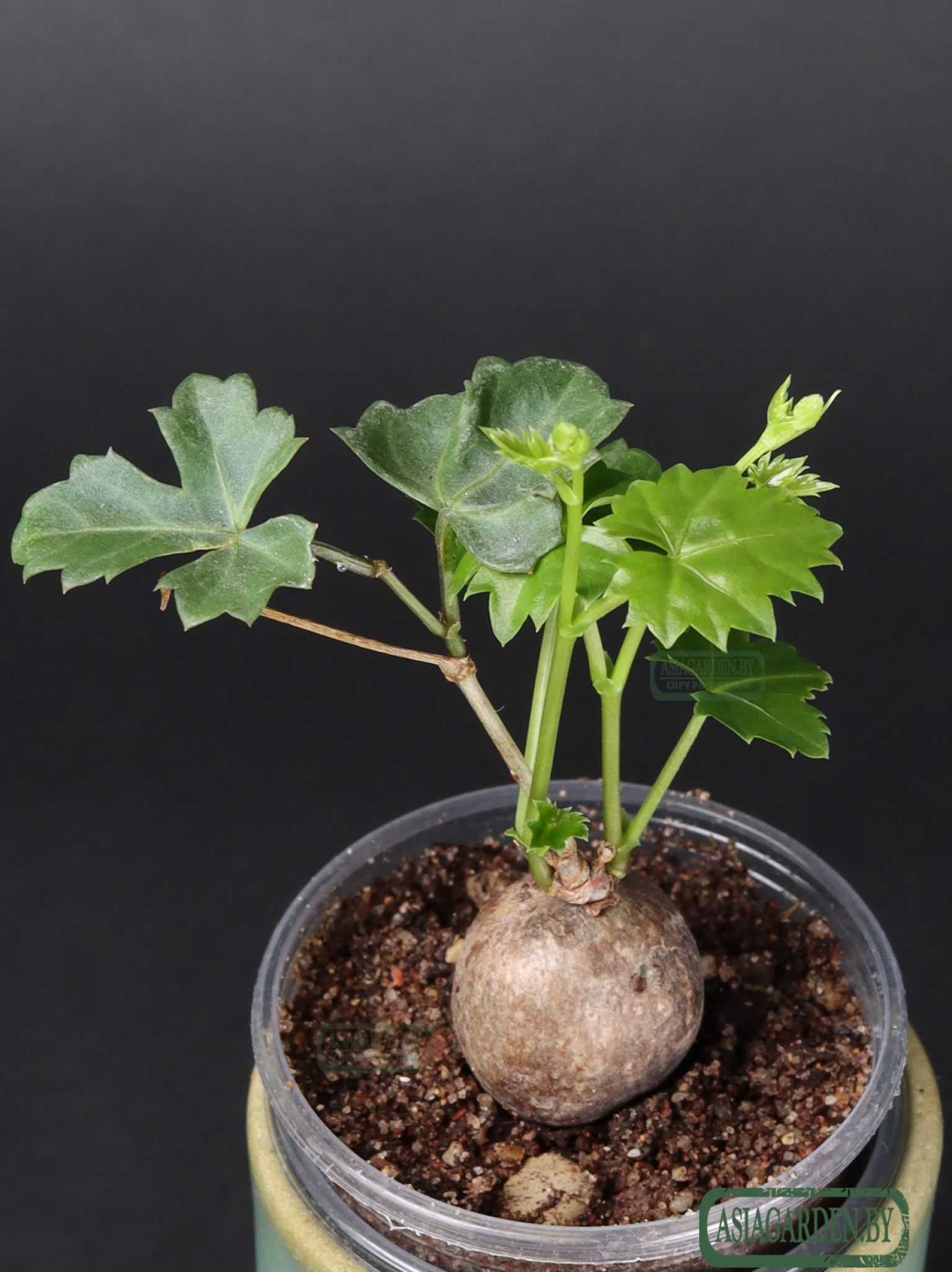 Cissus tuberosa Moc. & Sessé ex DC