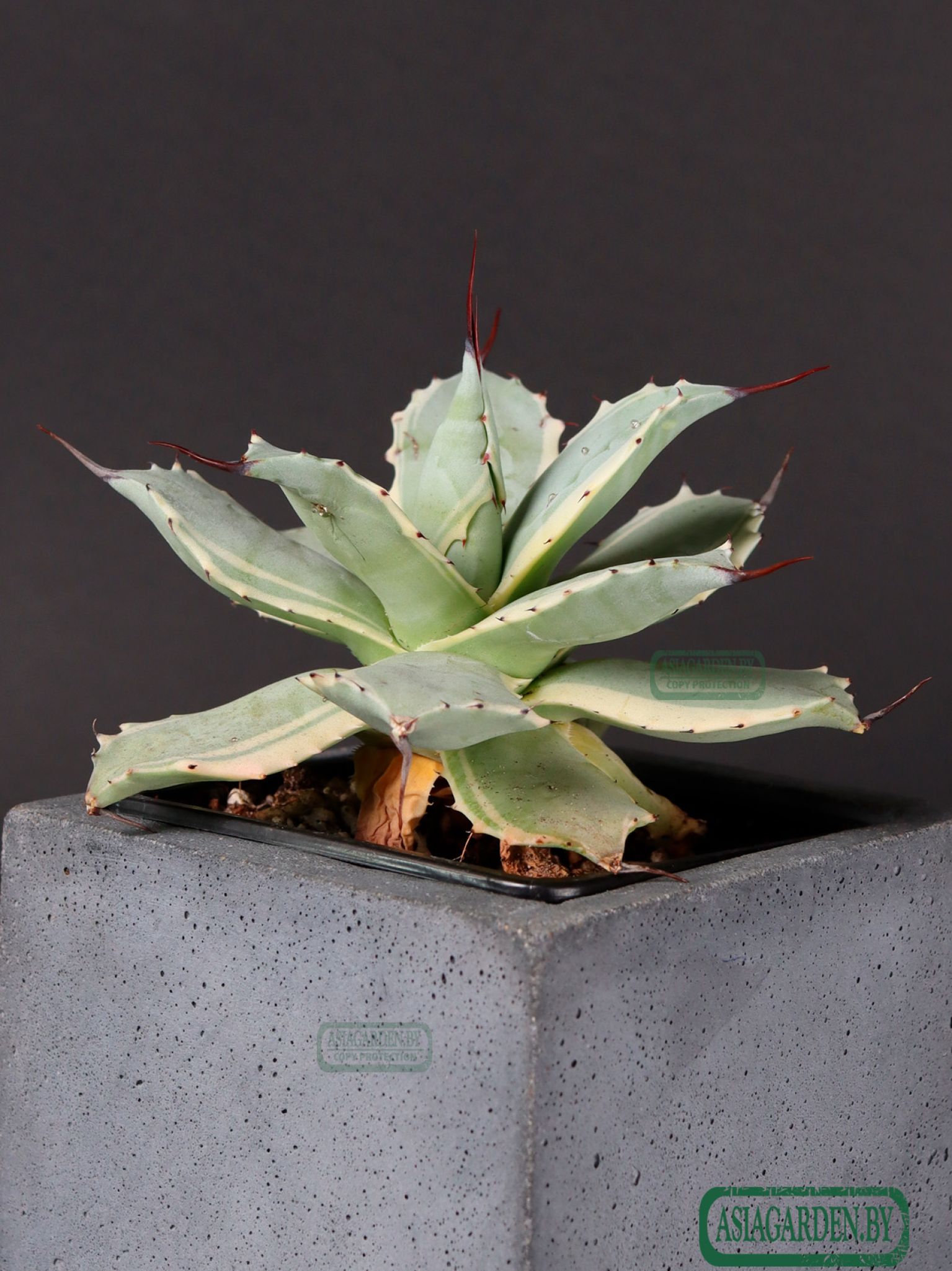 Agave isthmensis Kabutogani Variegata
