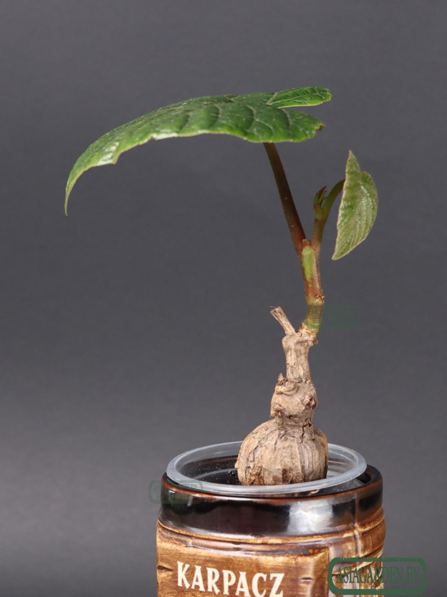 Ampelocissus martini