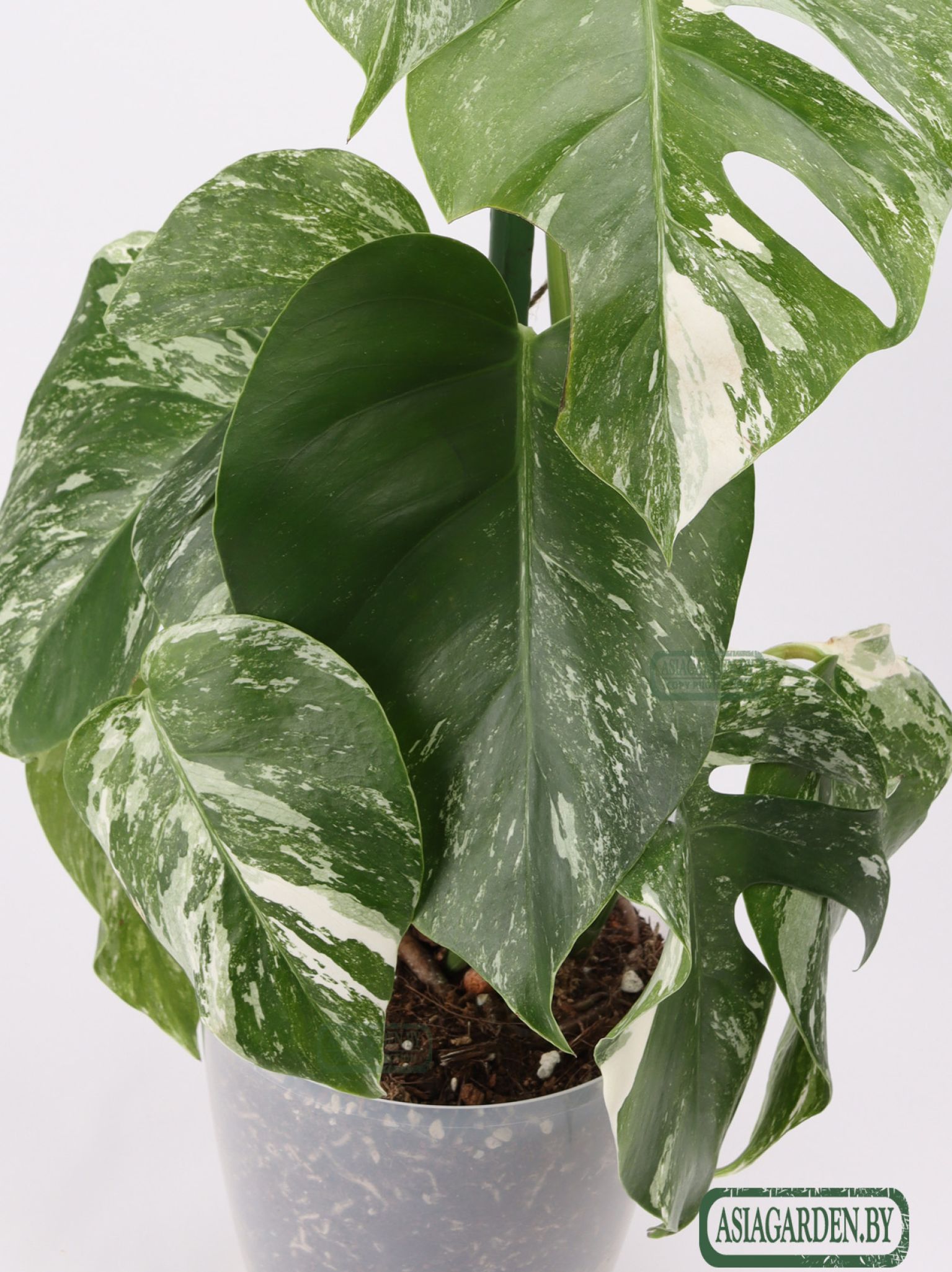 Monstera Albo