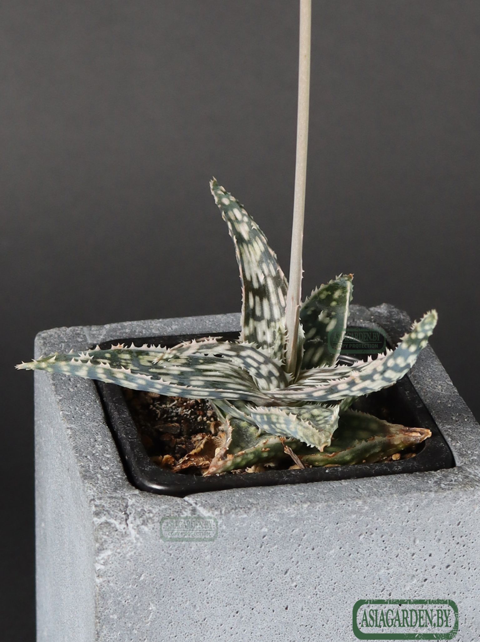 Aloe 'Christmas Carol'