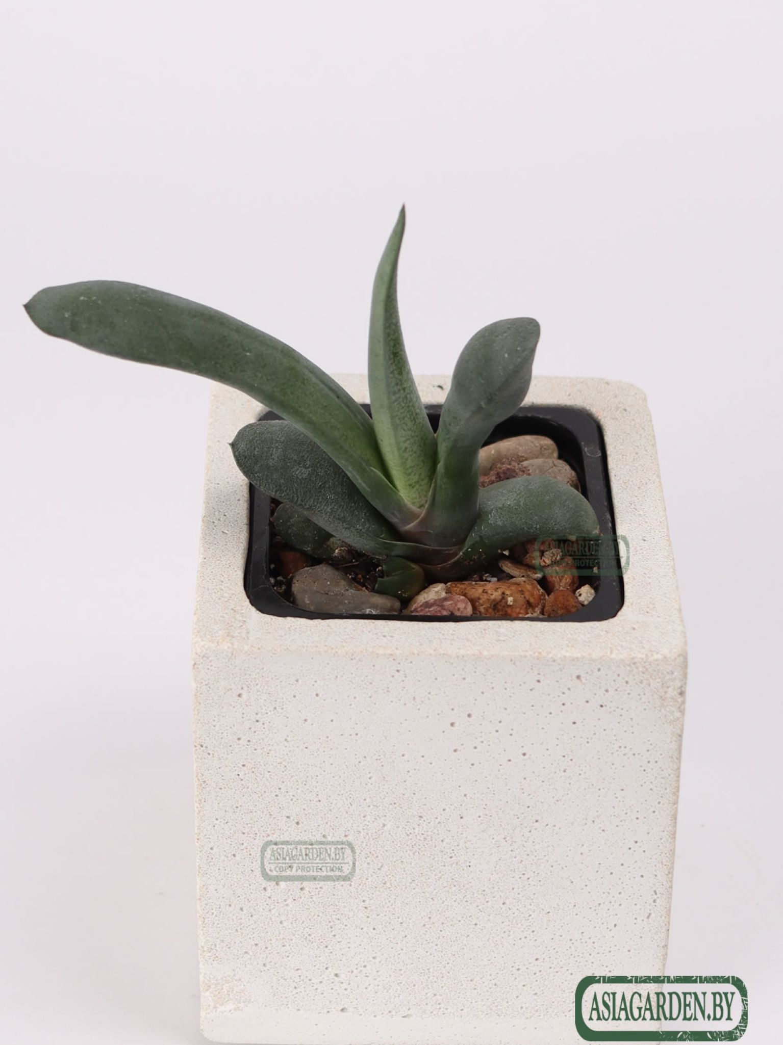 Gasteria glomerata