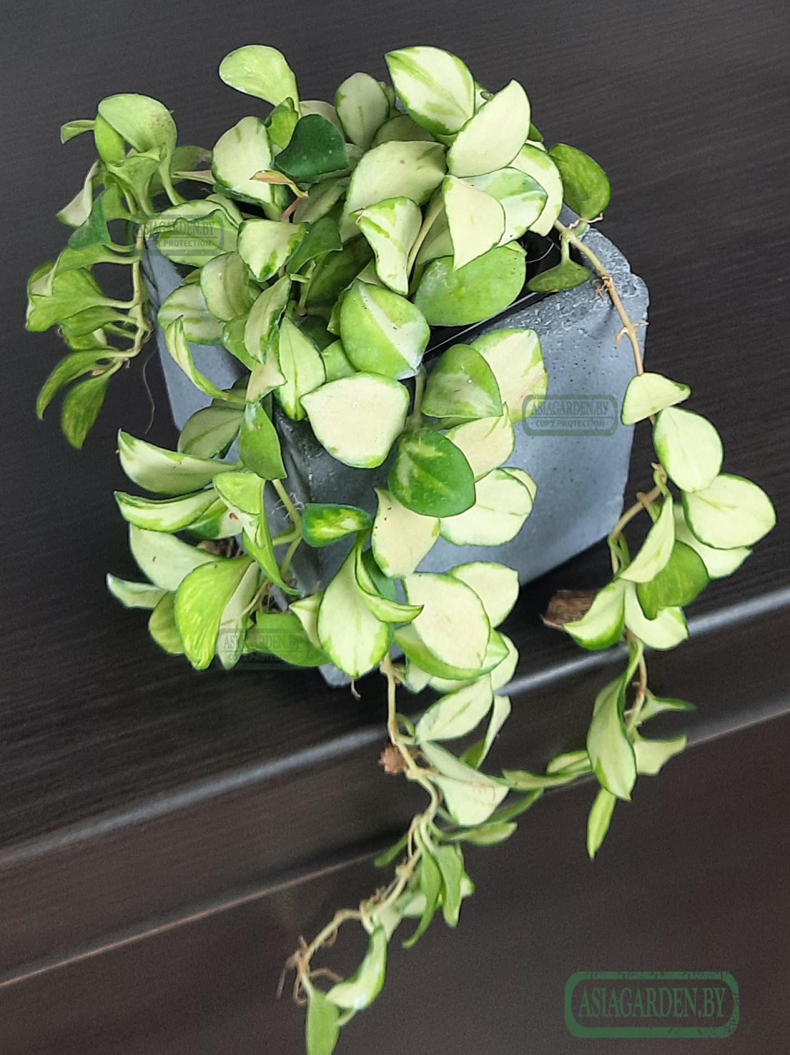 Hoya heuschkeliana