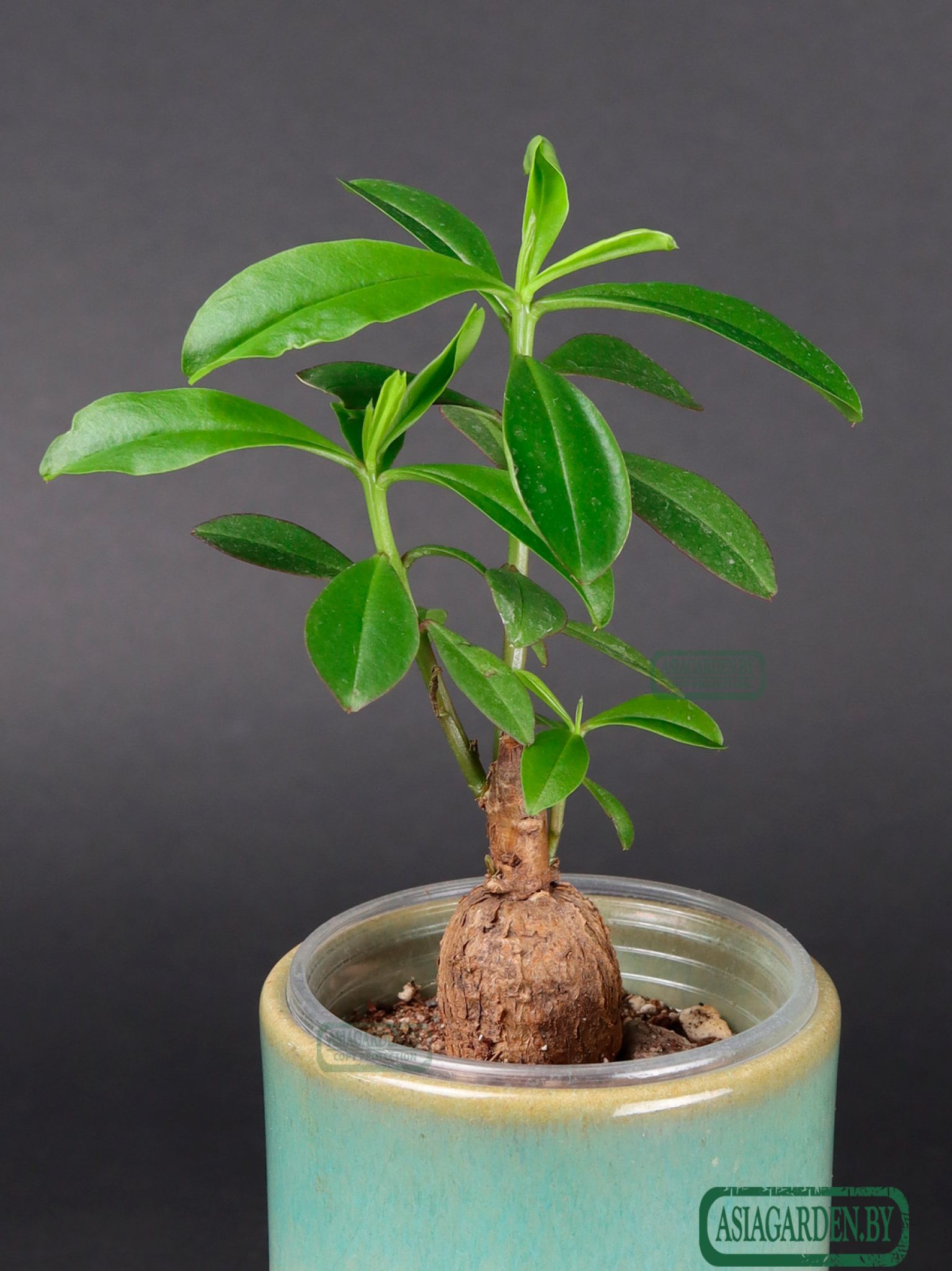 Talinum caffrum