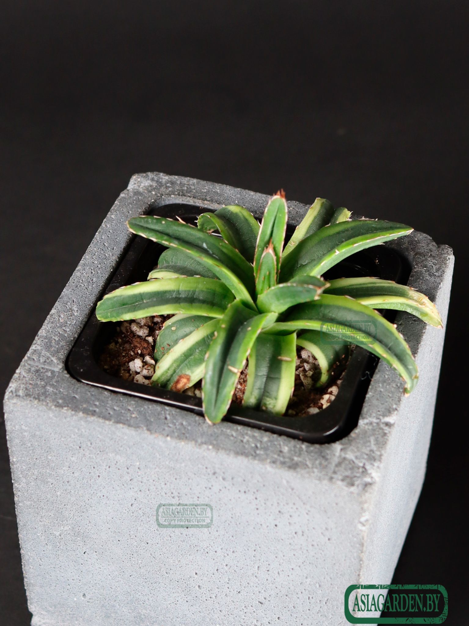 Agave Cream Compact