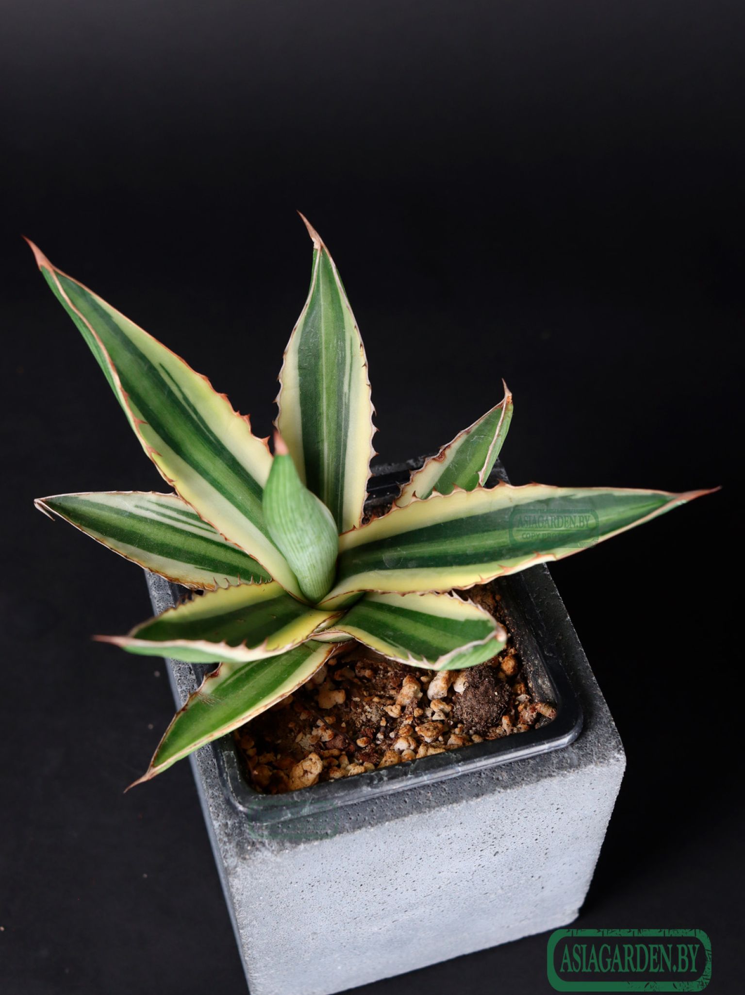 Agave lophantha Quadricolor