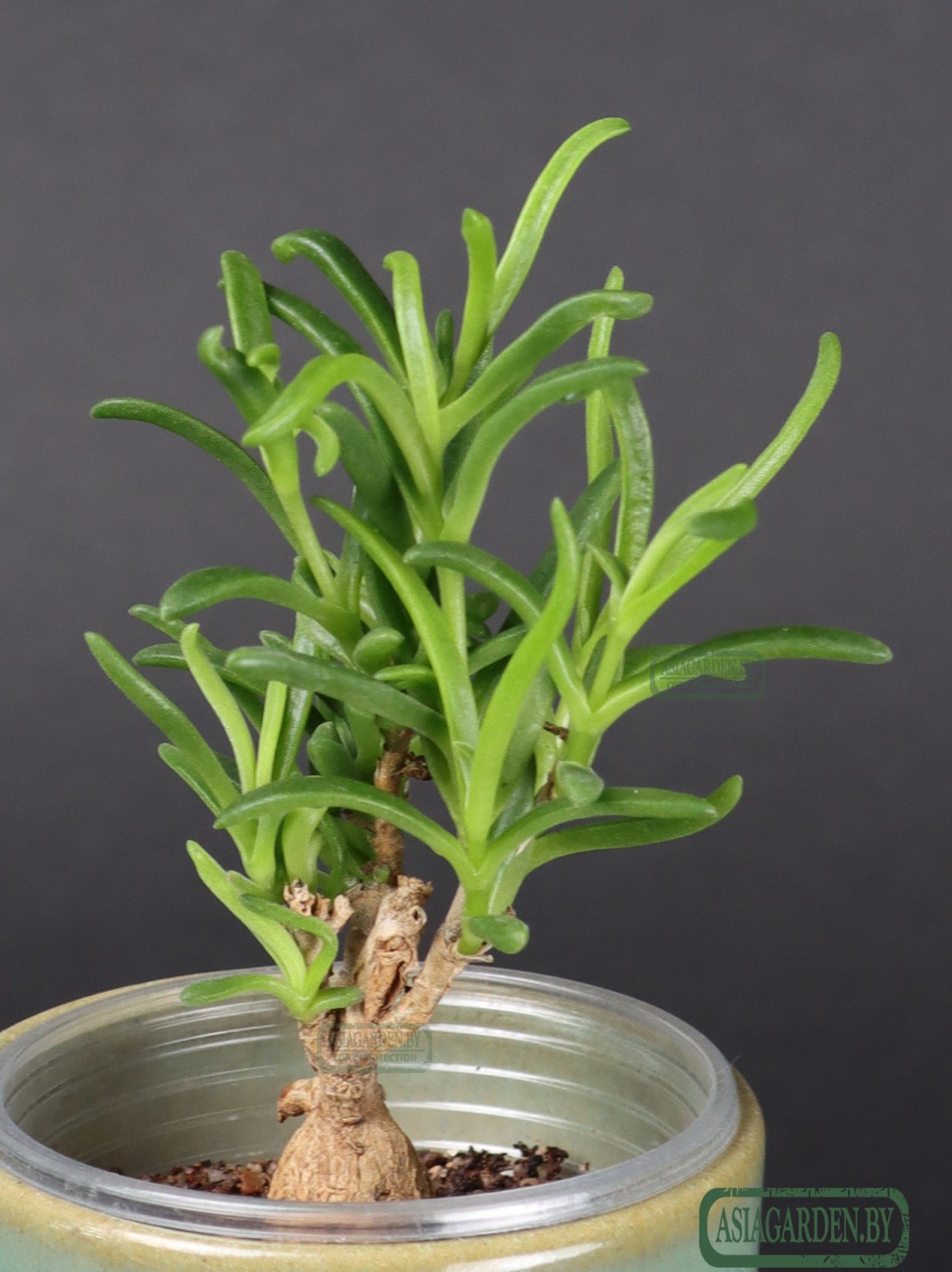 Delosperma bosseranum