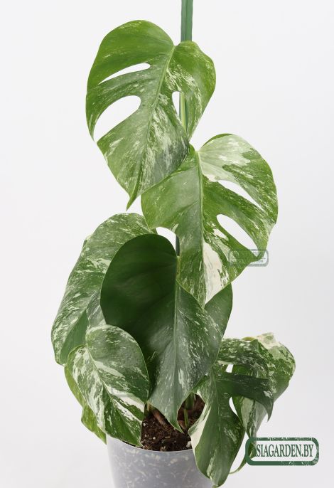 Monstera Albo