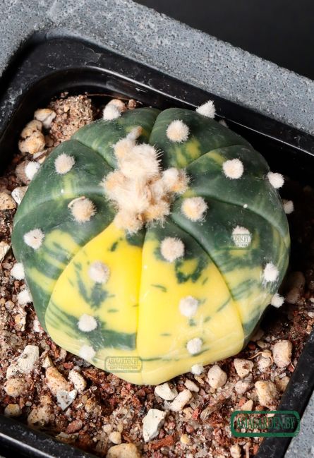 Astrophytum asterias