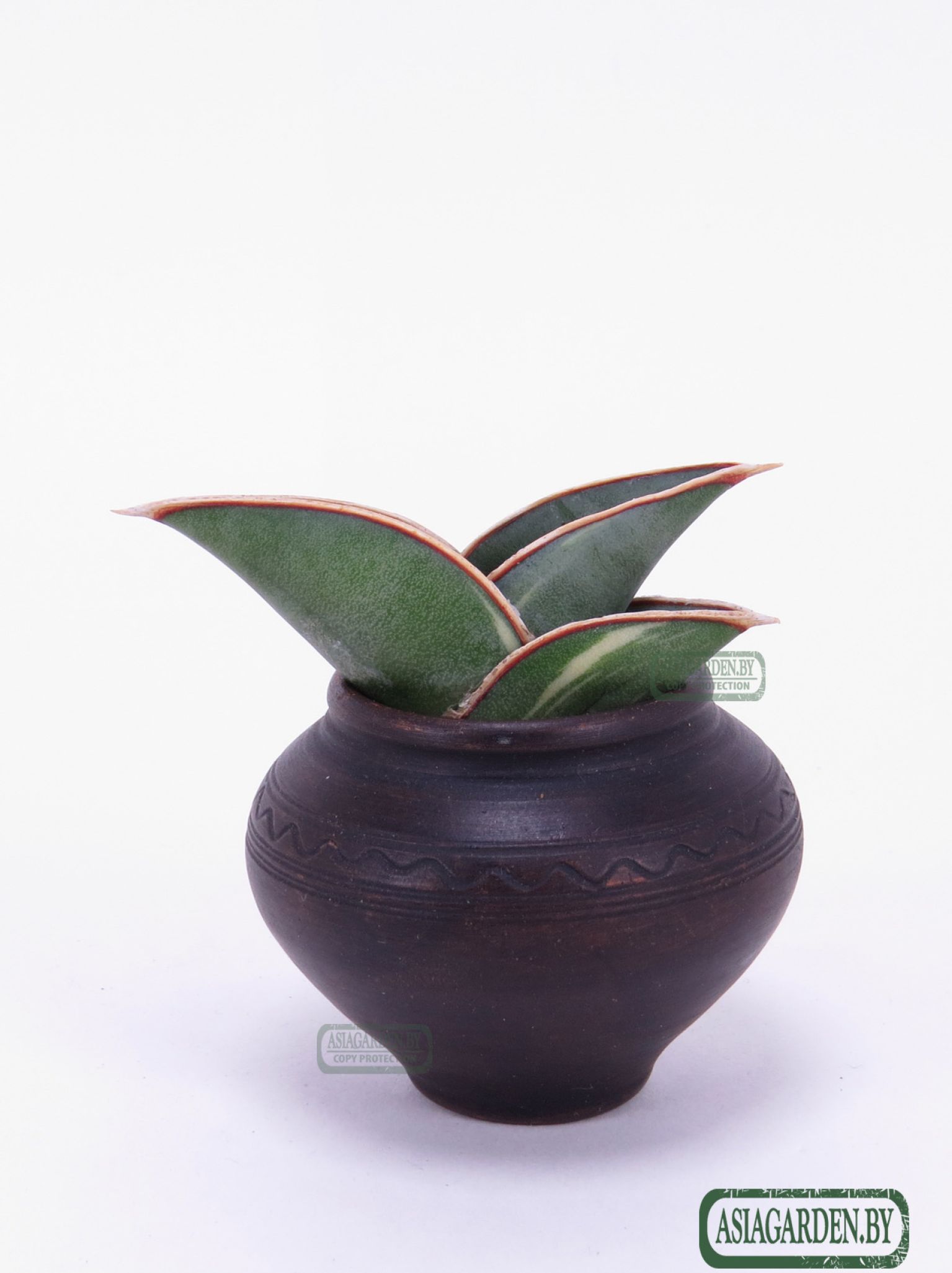 Sansevieria ehrenbergii Banana