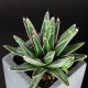 Agave victoriae-reginae