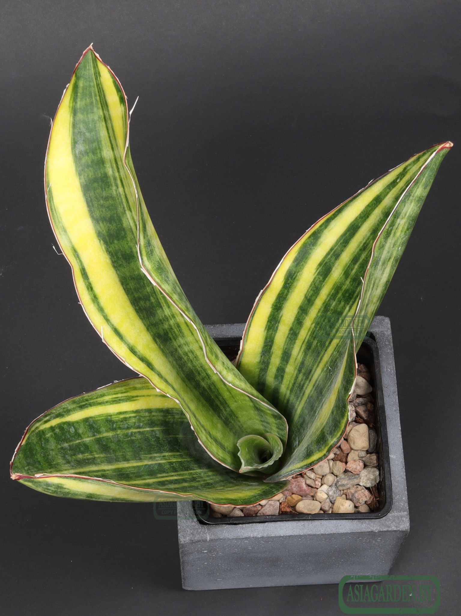 Sansevieria 'Black Rose'