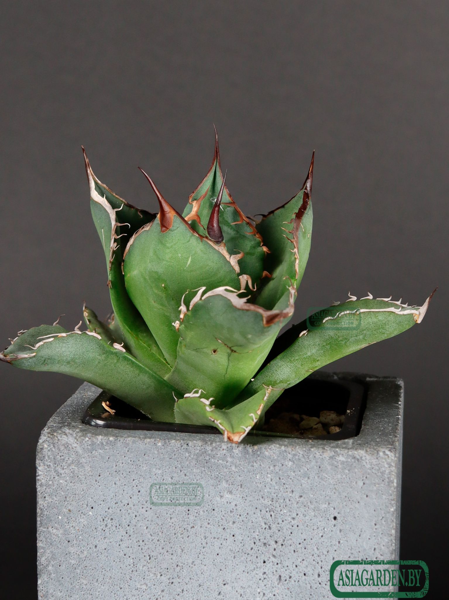 Agave titanota