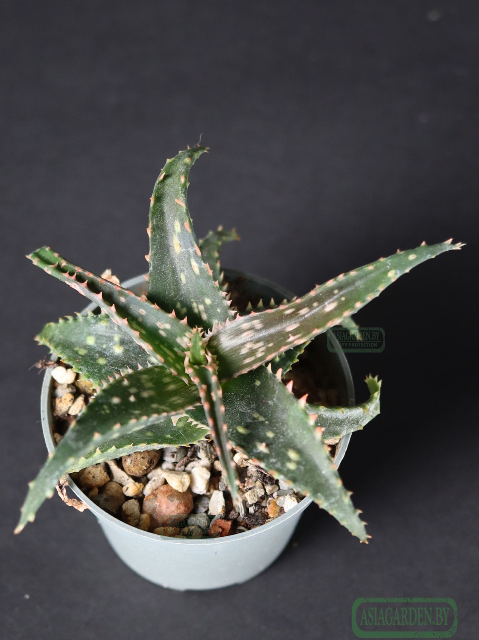 Aloe 'Christmas Carol'