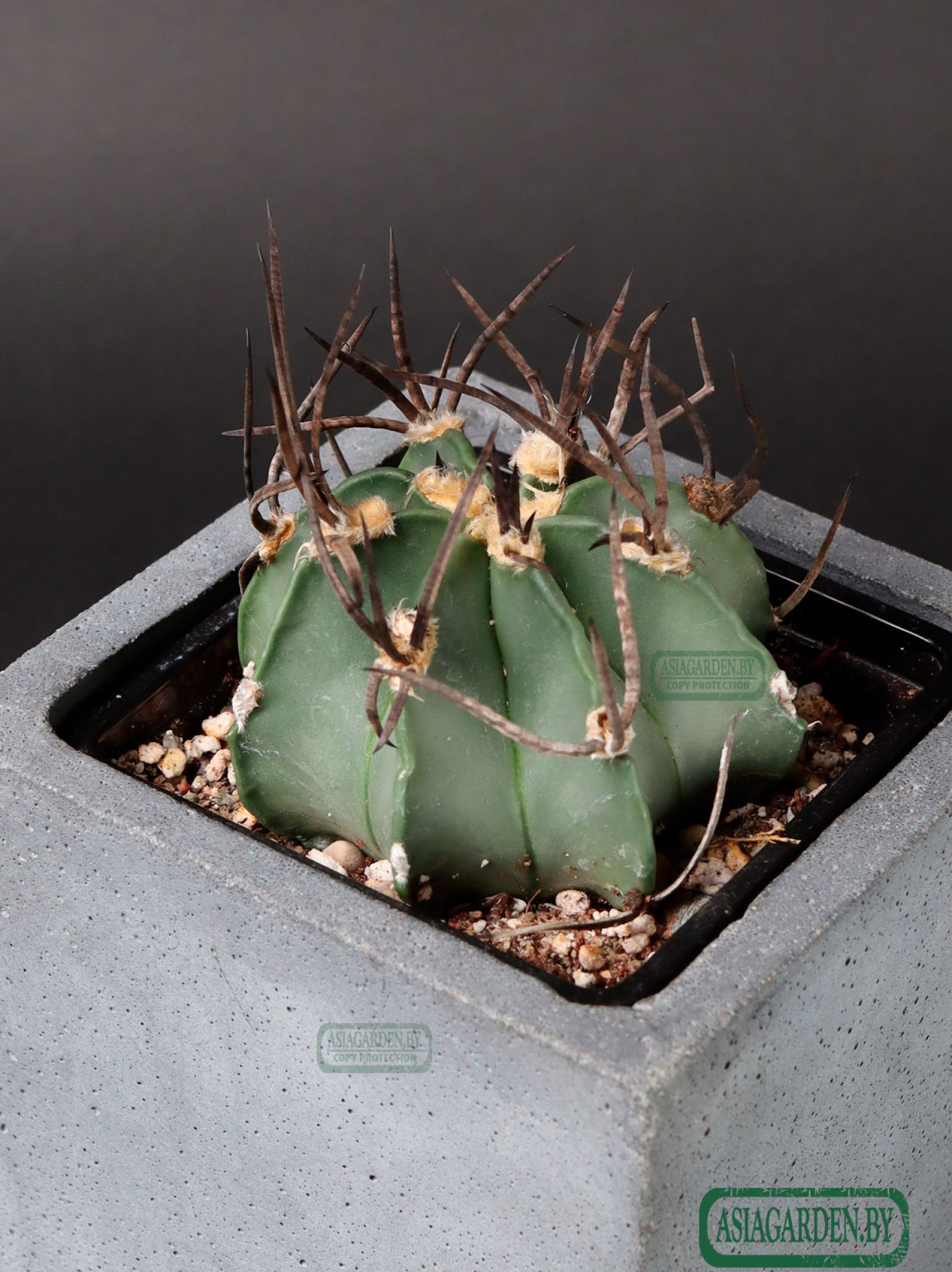 Astrophytum capricorne f. crassispinum