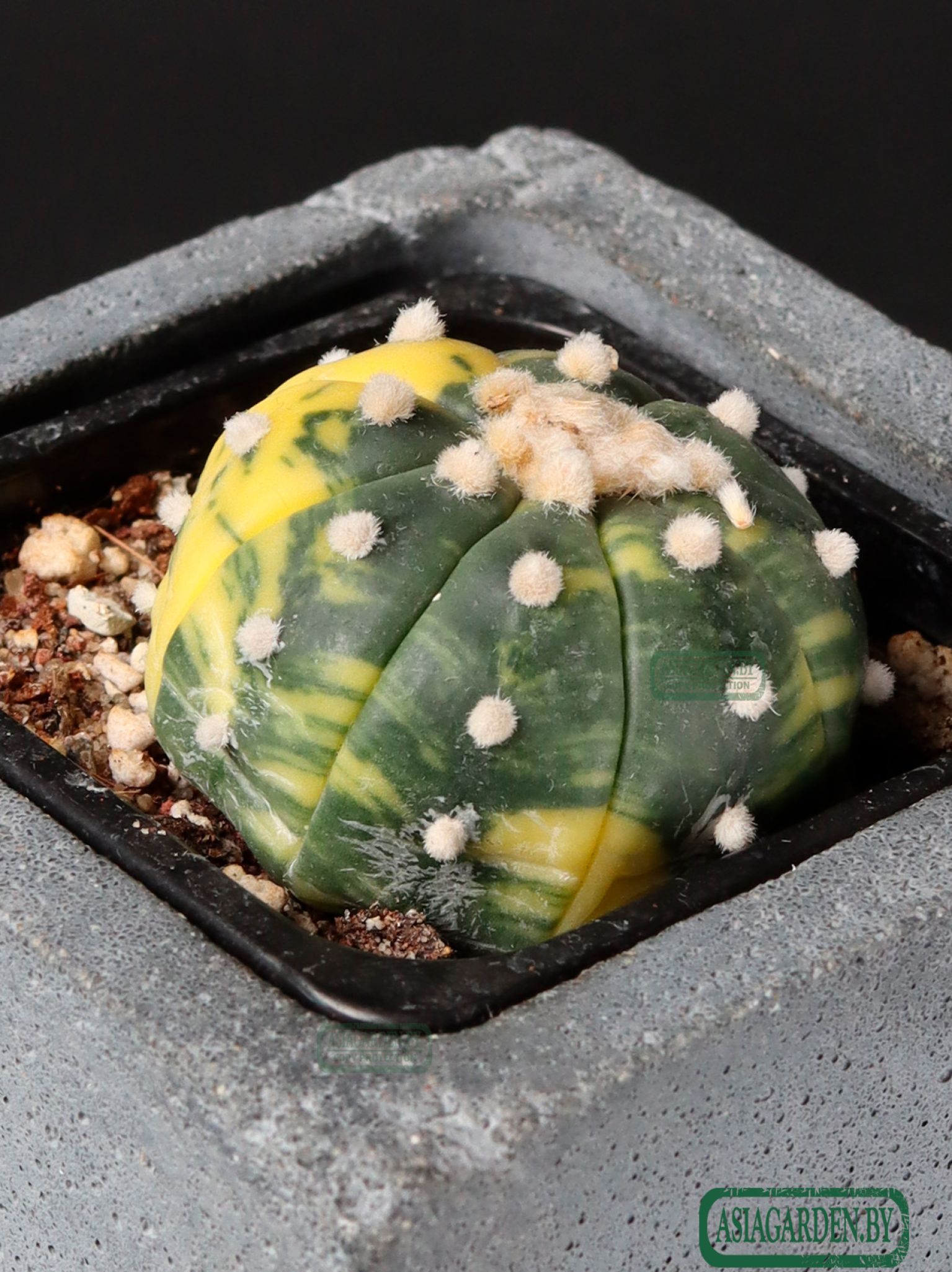 Astrophytum asterias