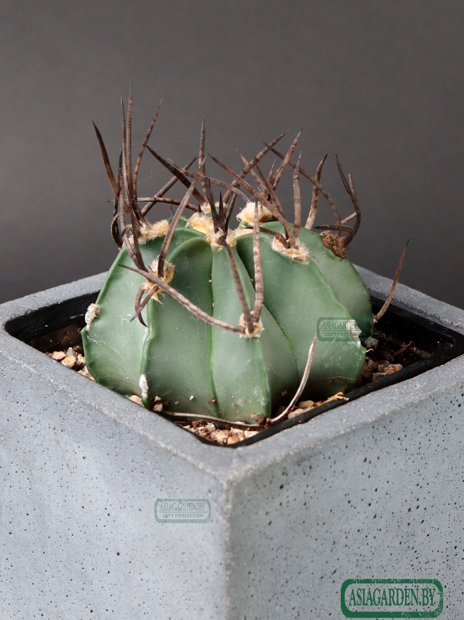 Astrophytum capricorne f. crassispinum