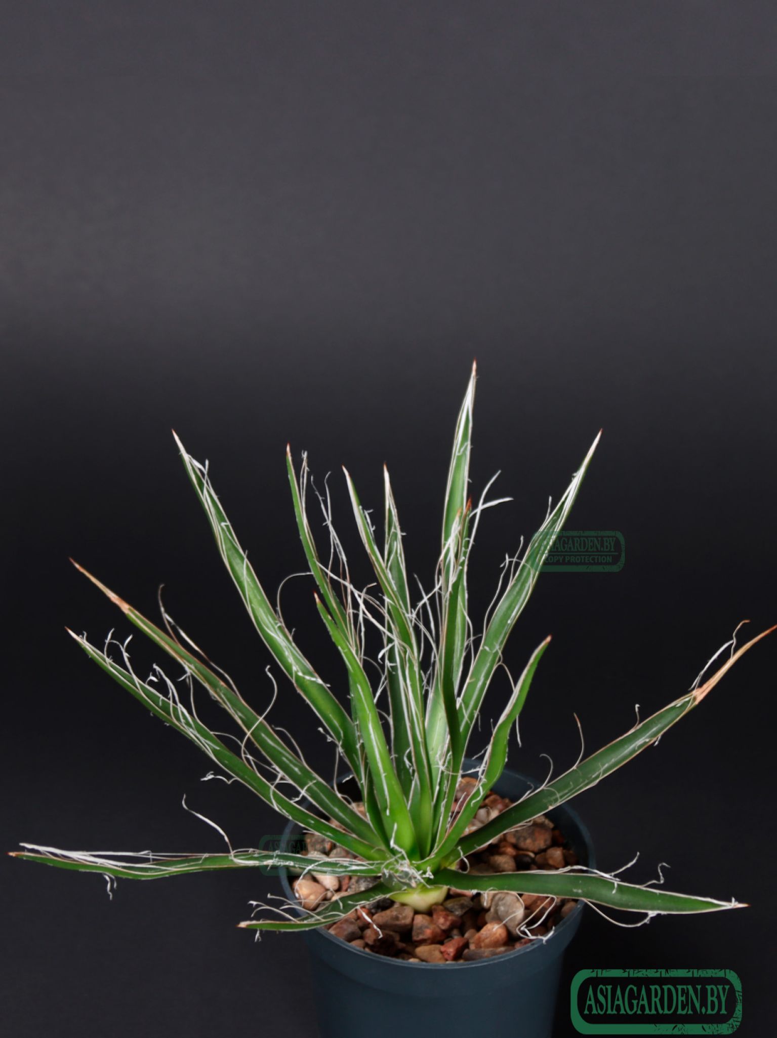 Agave Filifera