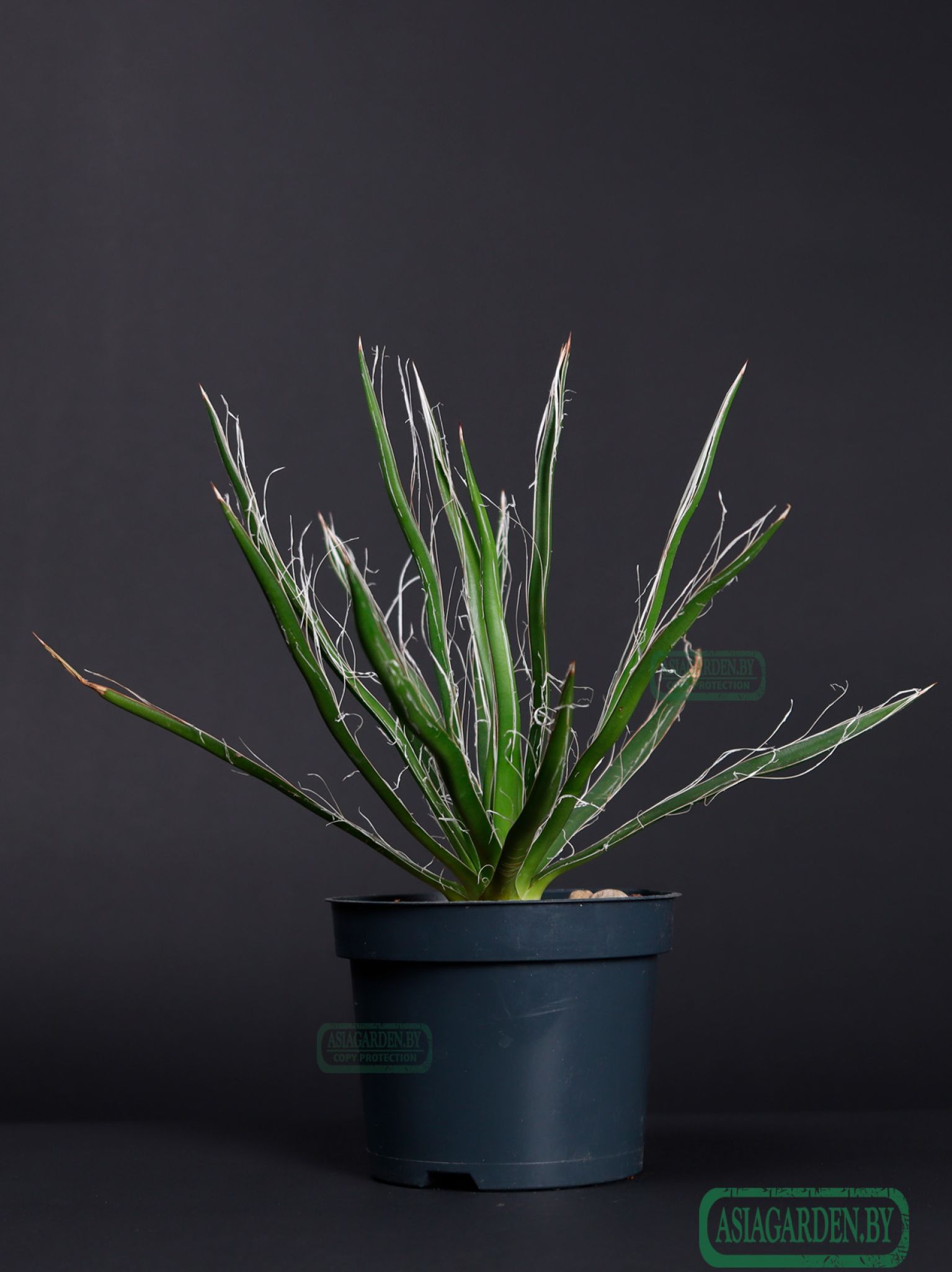 Agave Filifera