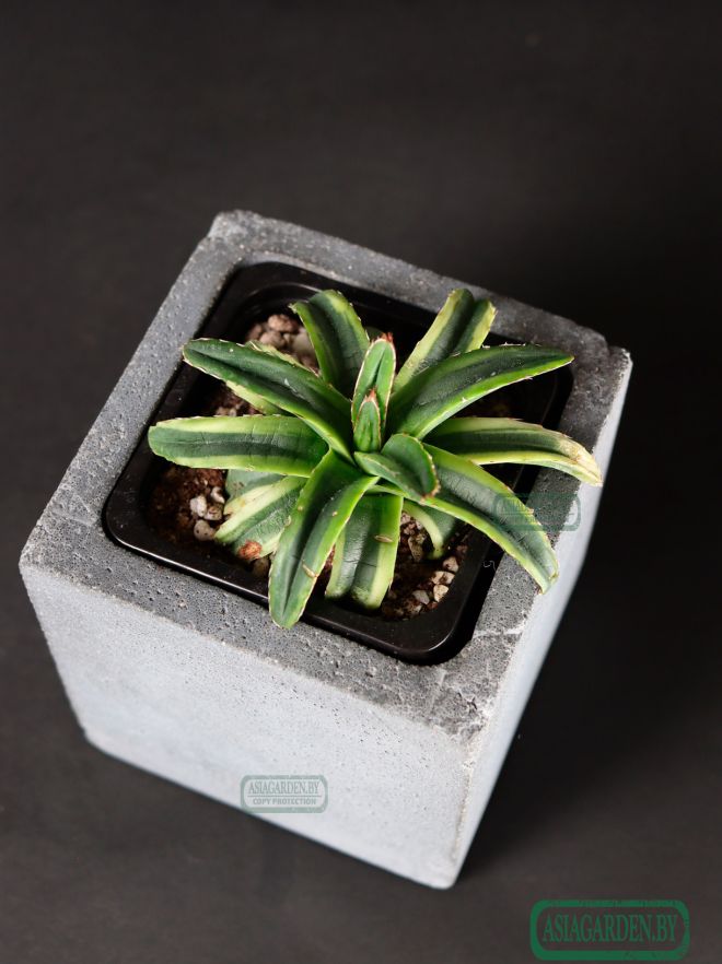 Agave Cream Compact