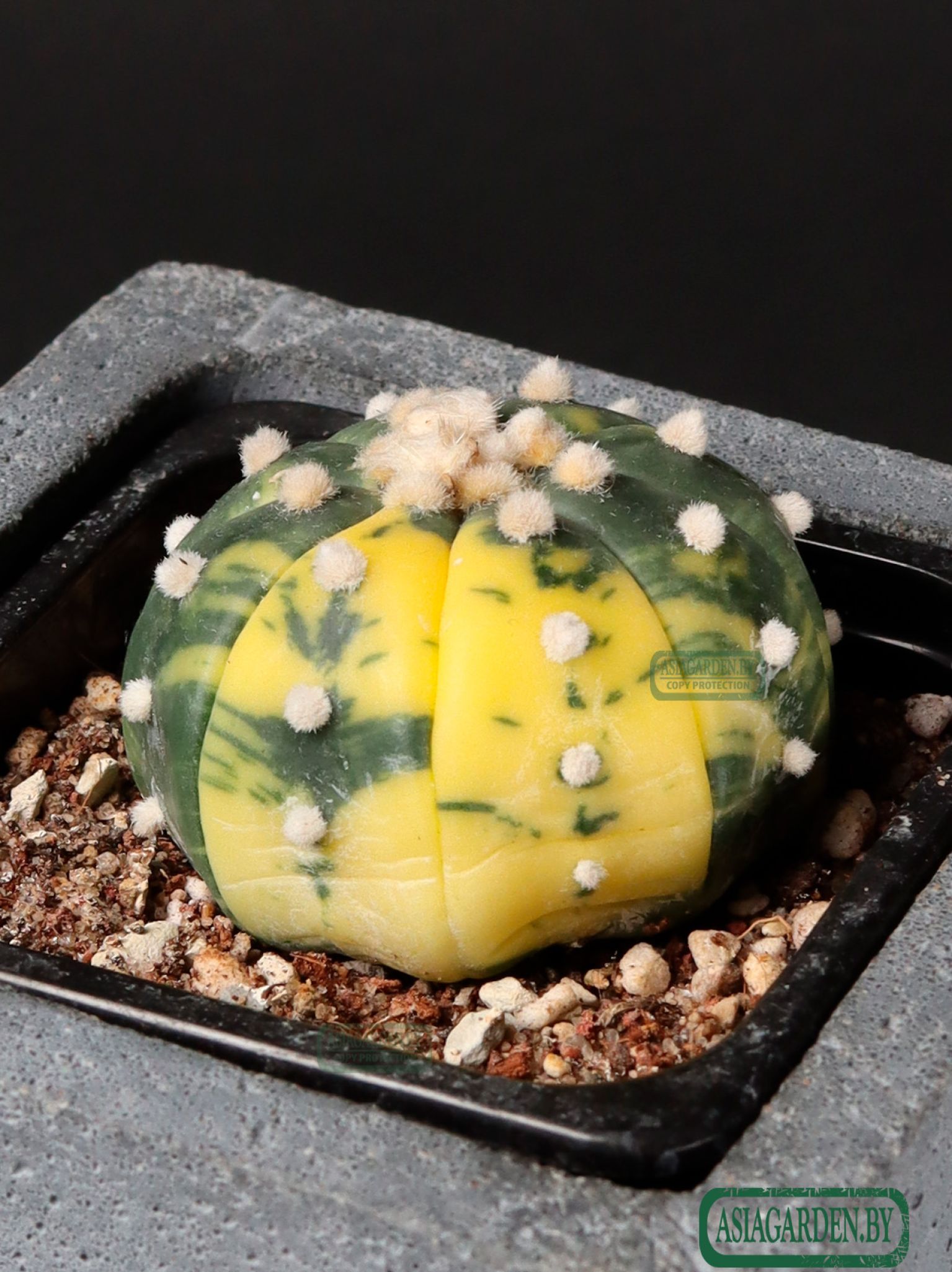 Astrophytum asterias